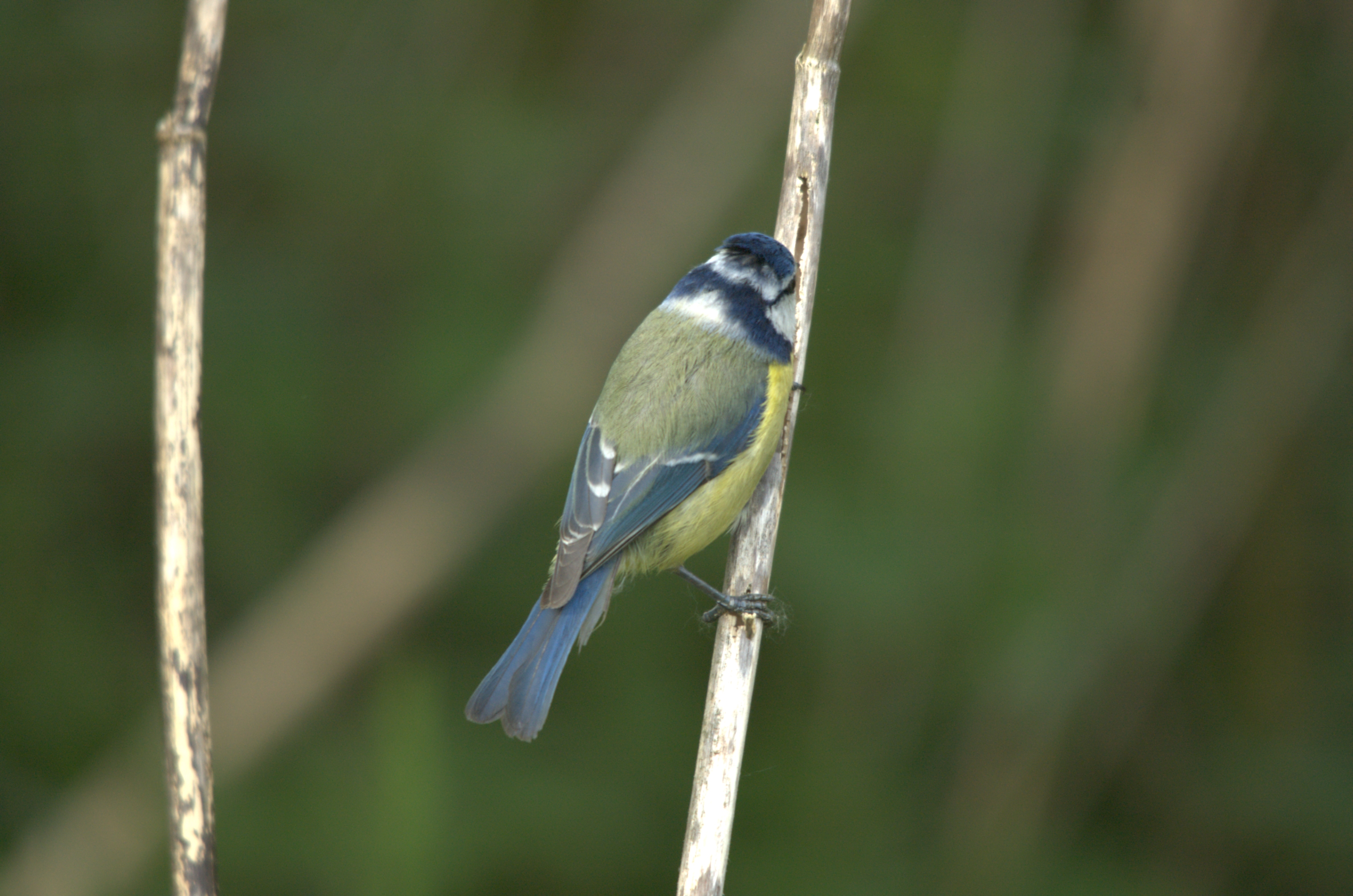 photos/wildlife/Bird_Species/168-Tits-Chickadees/7653-Blue_Tit/dsc_2256.jpg