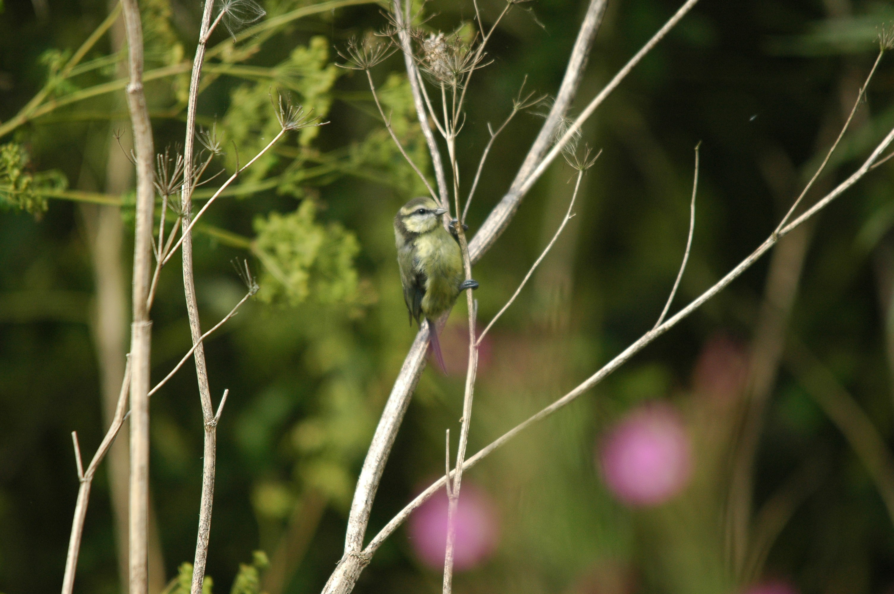 photos/wildlife/Bird_Species/168-Tits-Chickadees/7653-Blue_Tit/dsc_2888.jpg