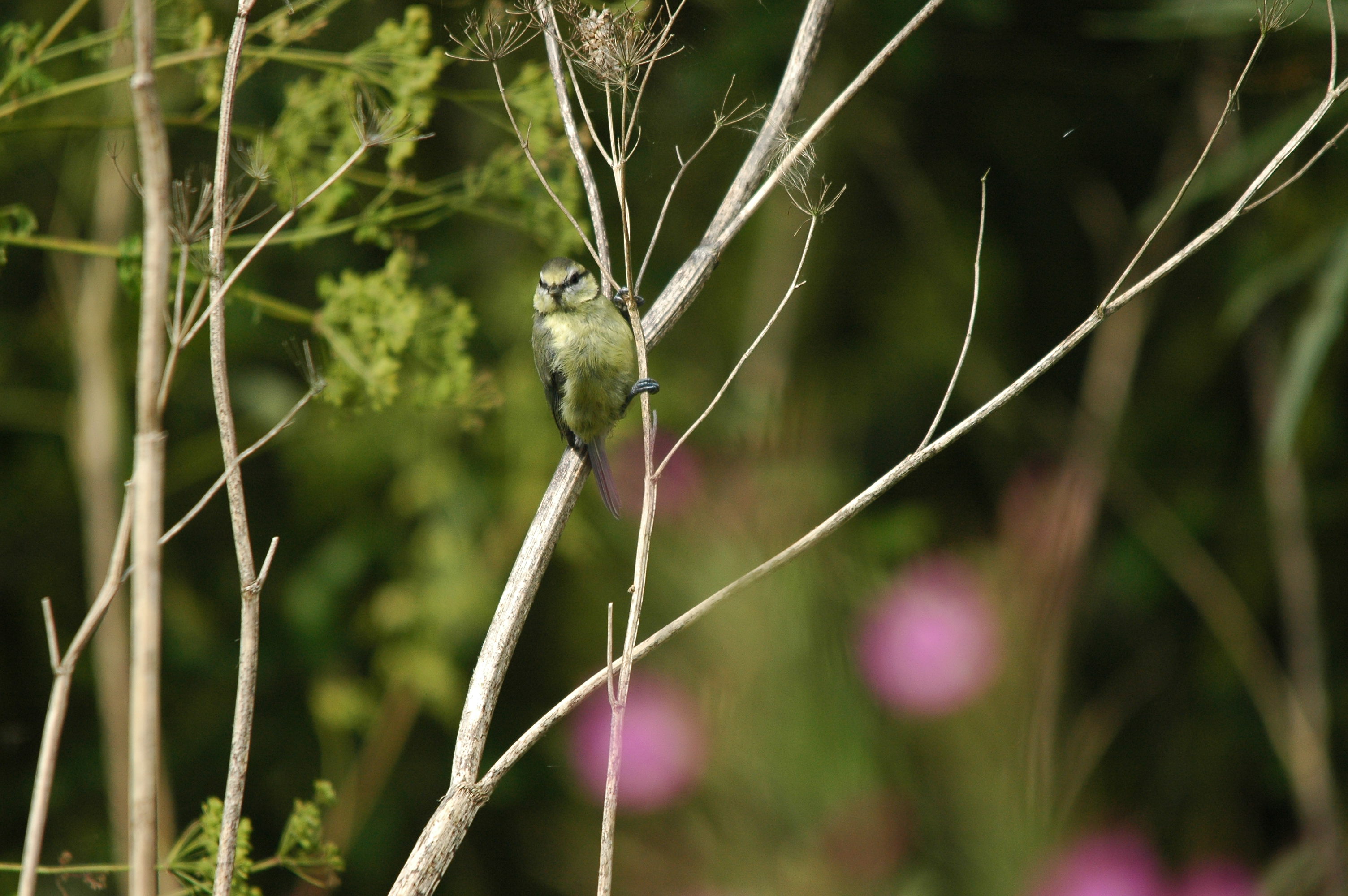 photos/wildlife/Bird_Species/168-Tits-Chickadees/7653-Blue_Tit/dsc_2890.jpg
