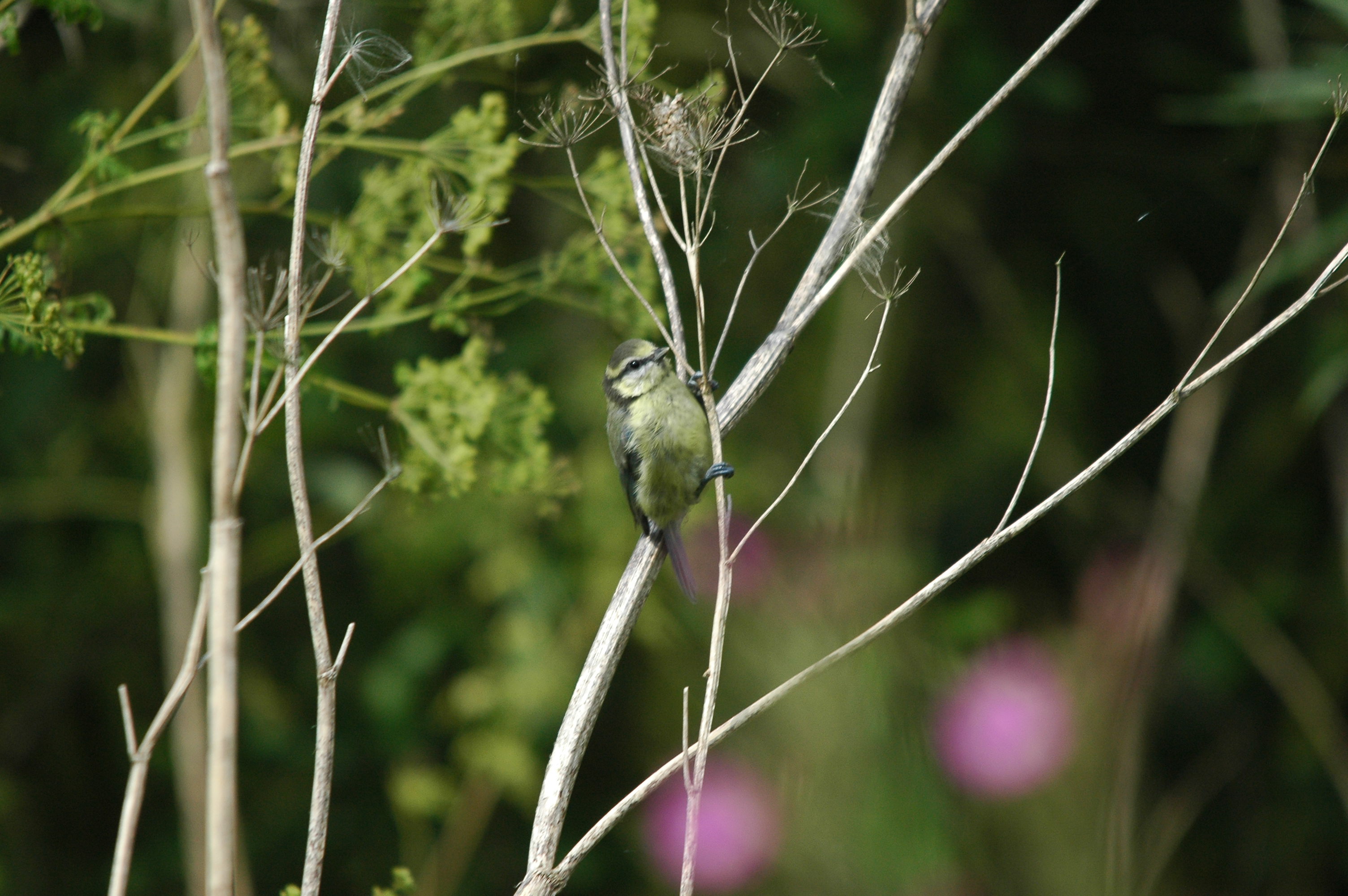 photos/wildlife/Bird_Species/168-Tits-Chickadees/7653-Blue_Tit/dsc_2891.jpg