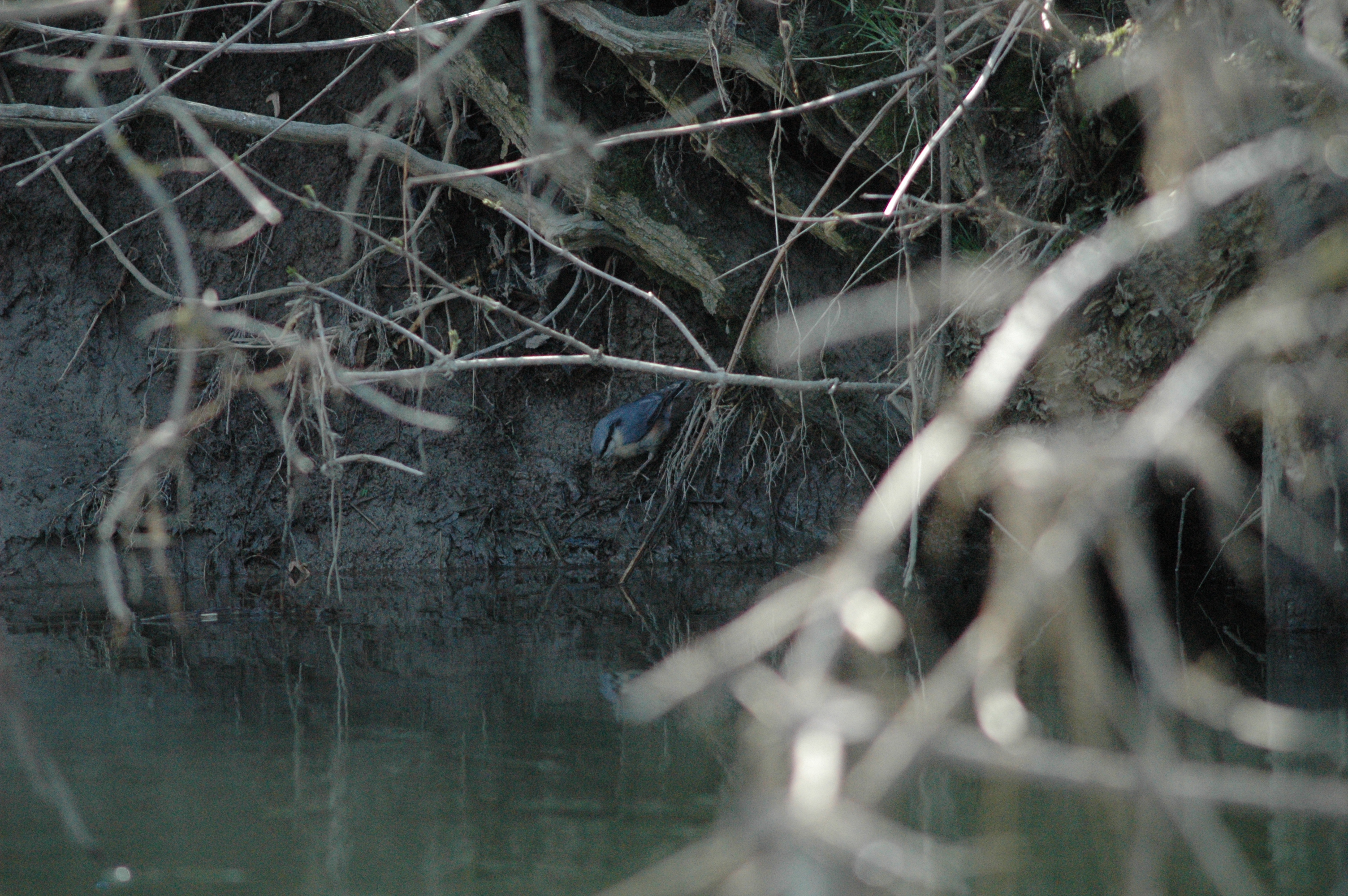 photos/wildlife/Bird_Species/169-Nuthatches/7665-Eurasian_Nuthatch/DSC_0092.JPG