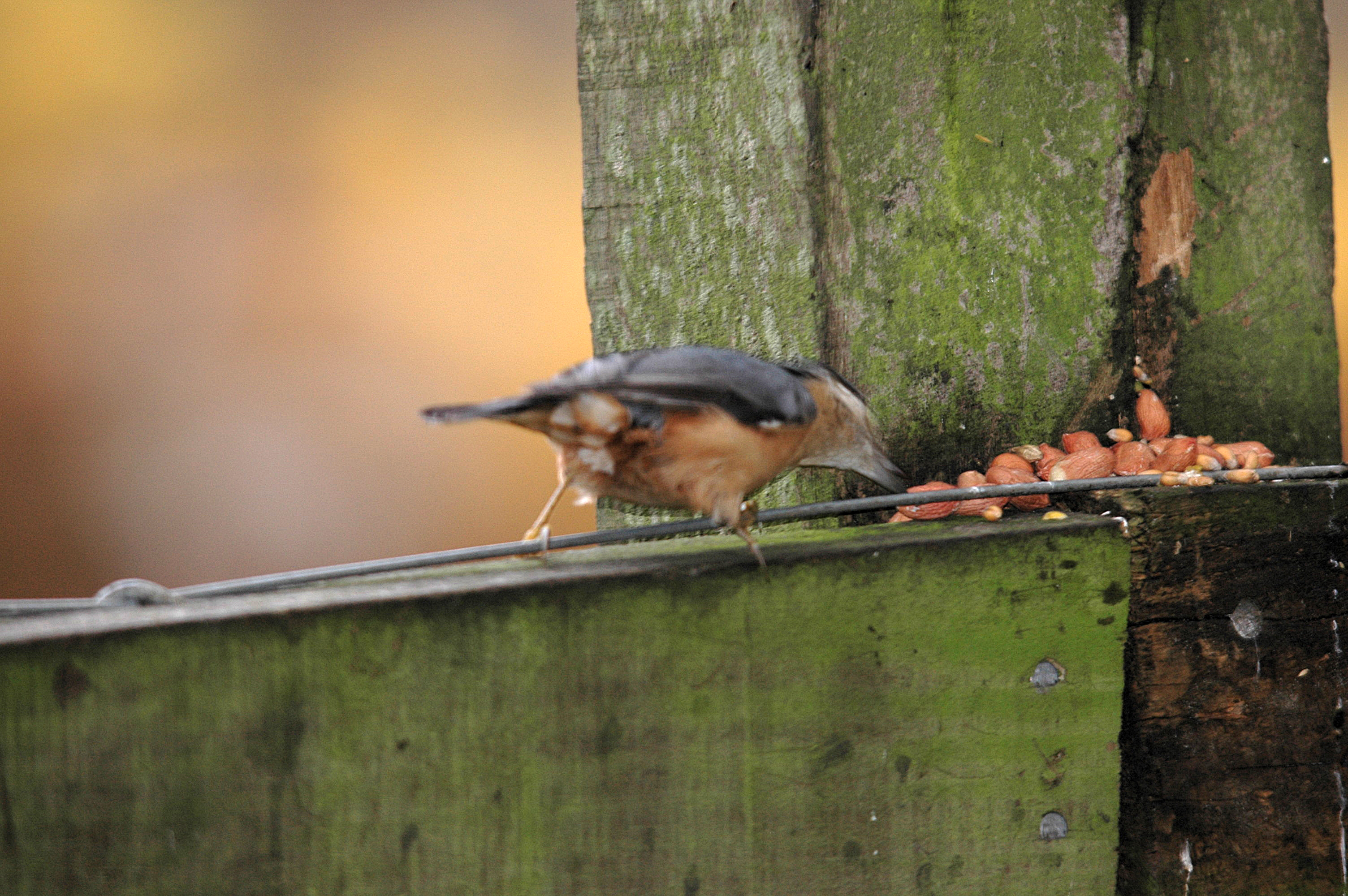 photos/wildlife/Bird_Species/169-Nuthatches/7665-Eurasian_Nuthatch/DSC_3861.JPG