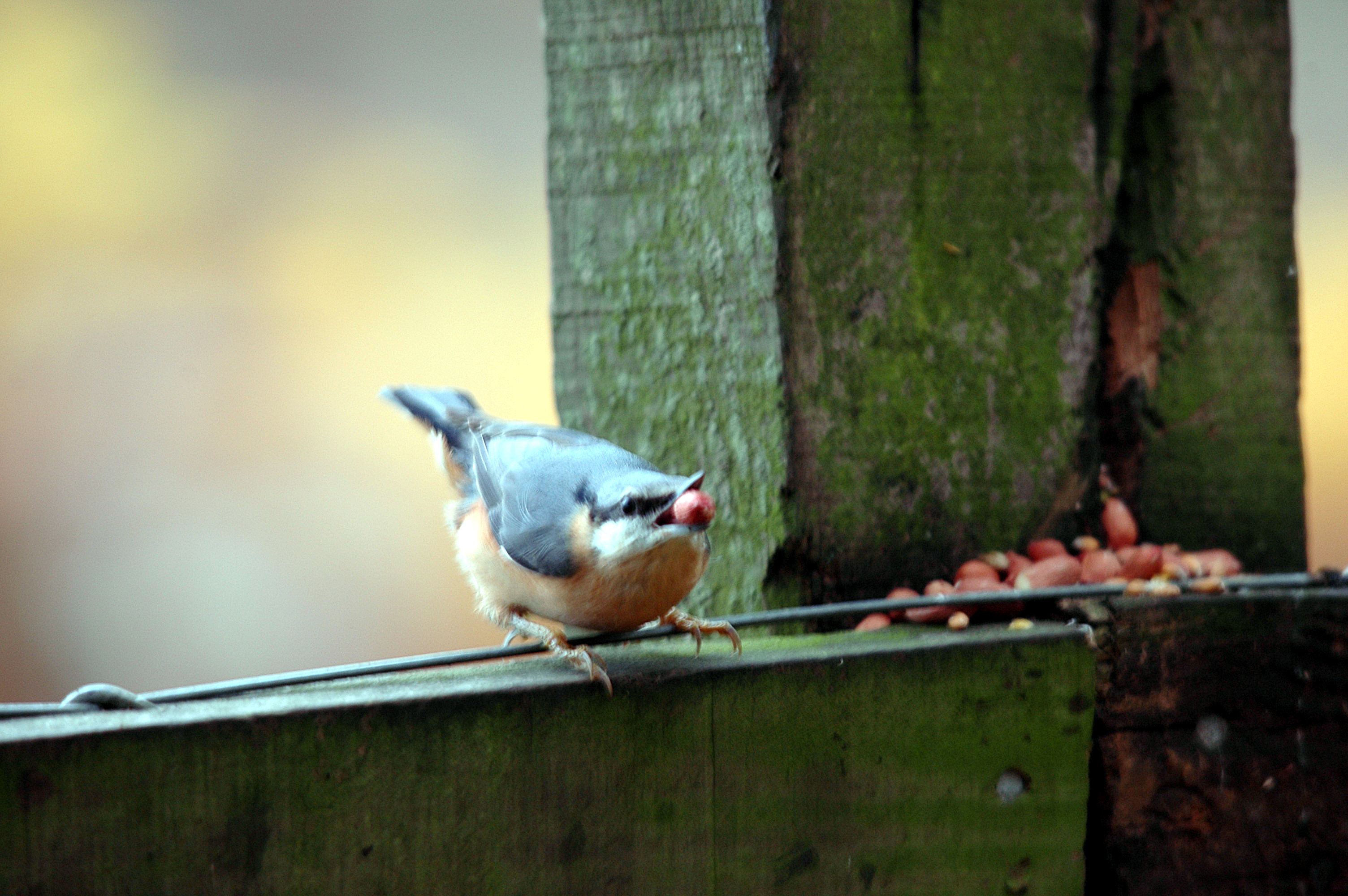 photos/wildlife/Bird_Species/169-Nuthatches/7665-Eurasian_Nuthatch/DSC_3862.JPG