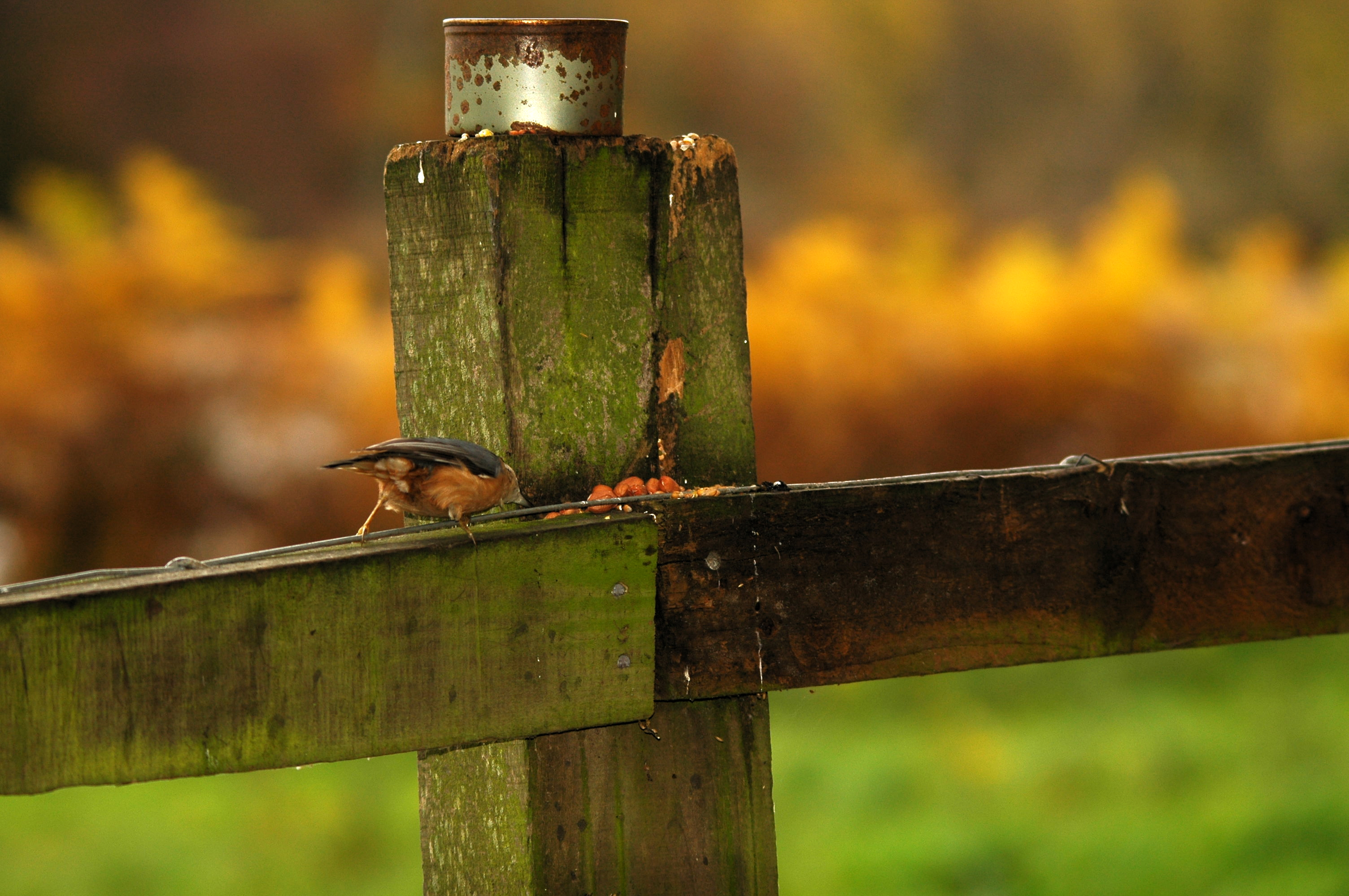 photos/wildlife/Bird_Species/169-Nuthatches/7665-Eurasian_Nuthatch/DSC_3875.JPG