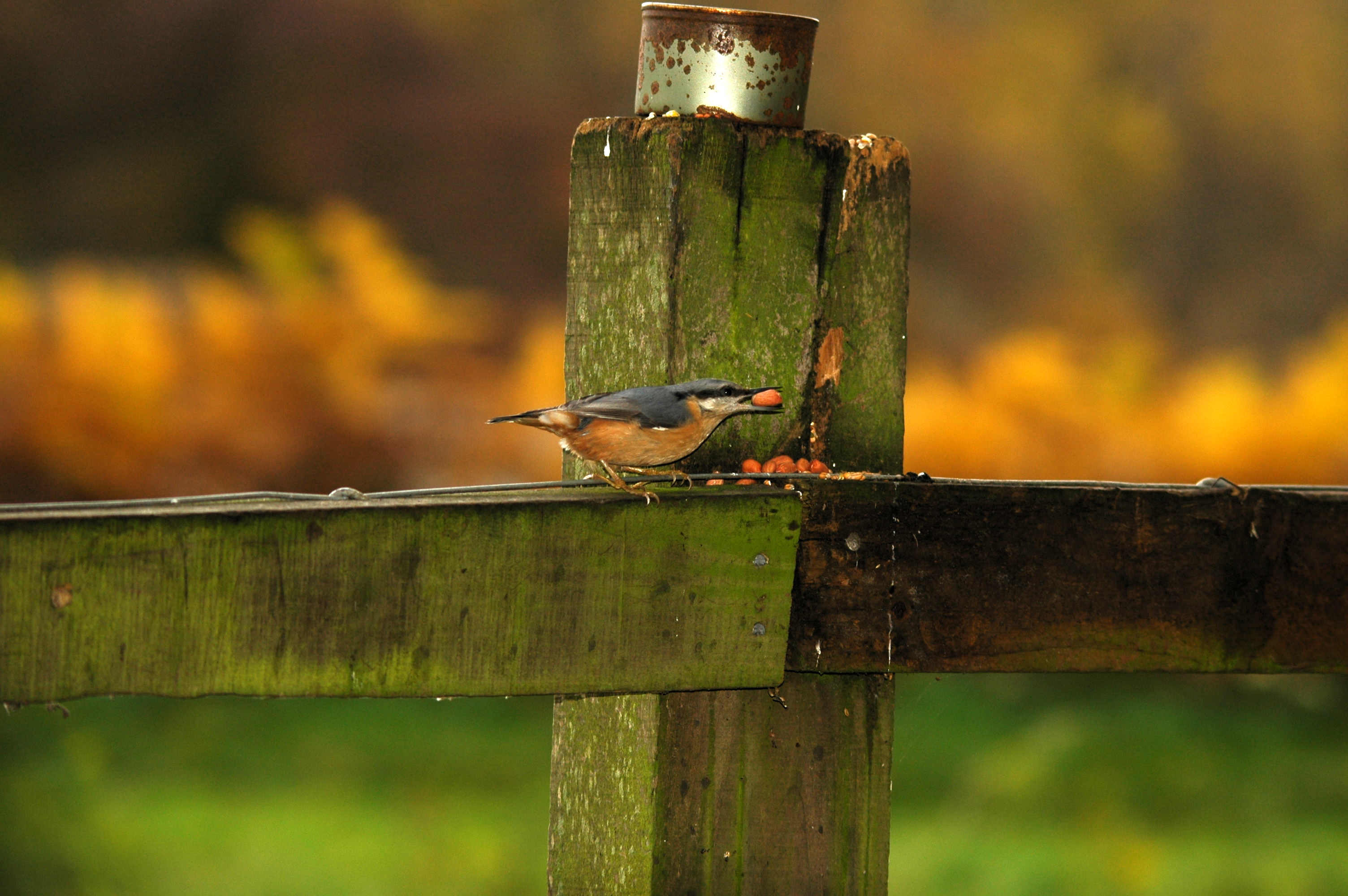 photos/wildlife/Bird_Species/169-Nuthatches/7665-Eurasian_Nuthatch/DSC_3876.JPG