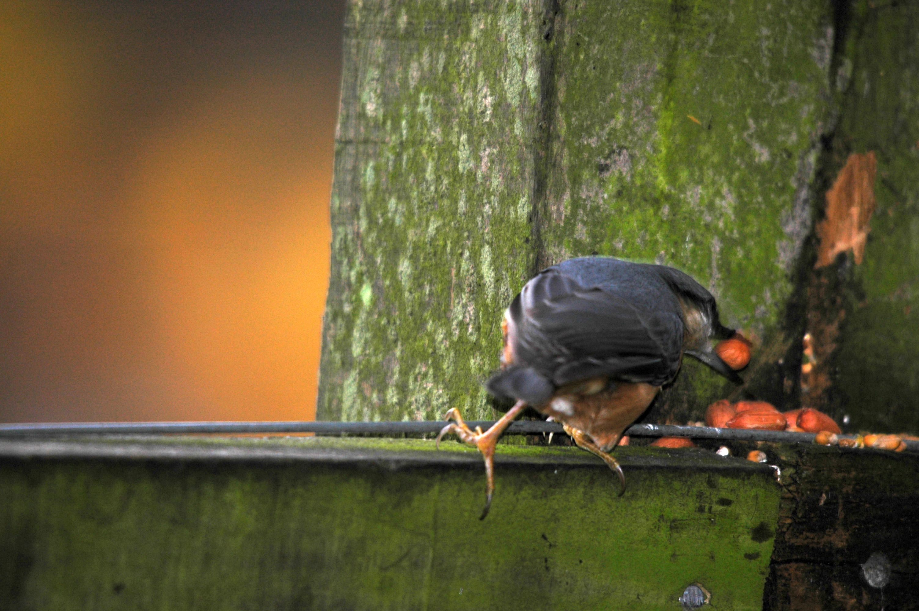 photos/wildlife/Bird_Species/169-Nuthatches/7665-Eurasian_Nuthatch/DSC_3877.JPG