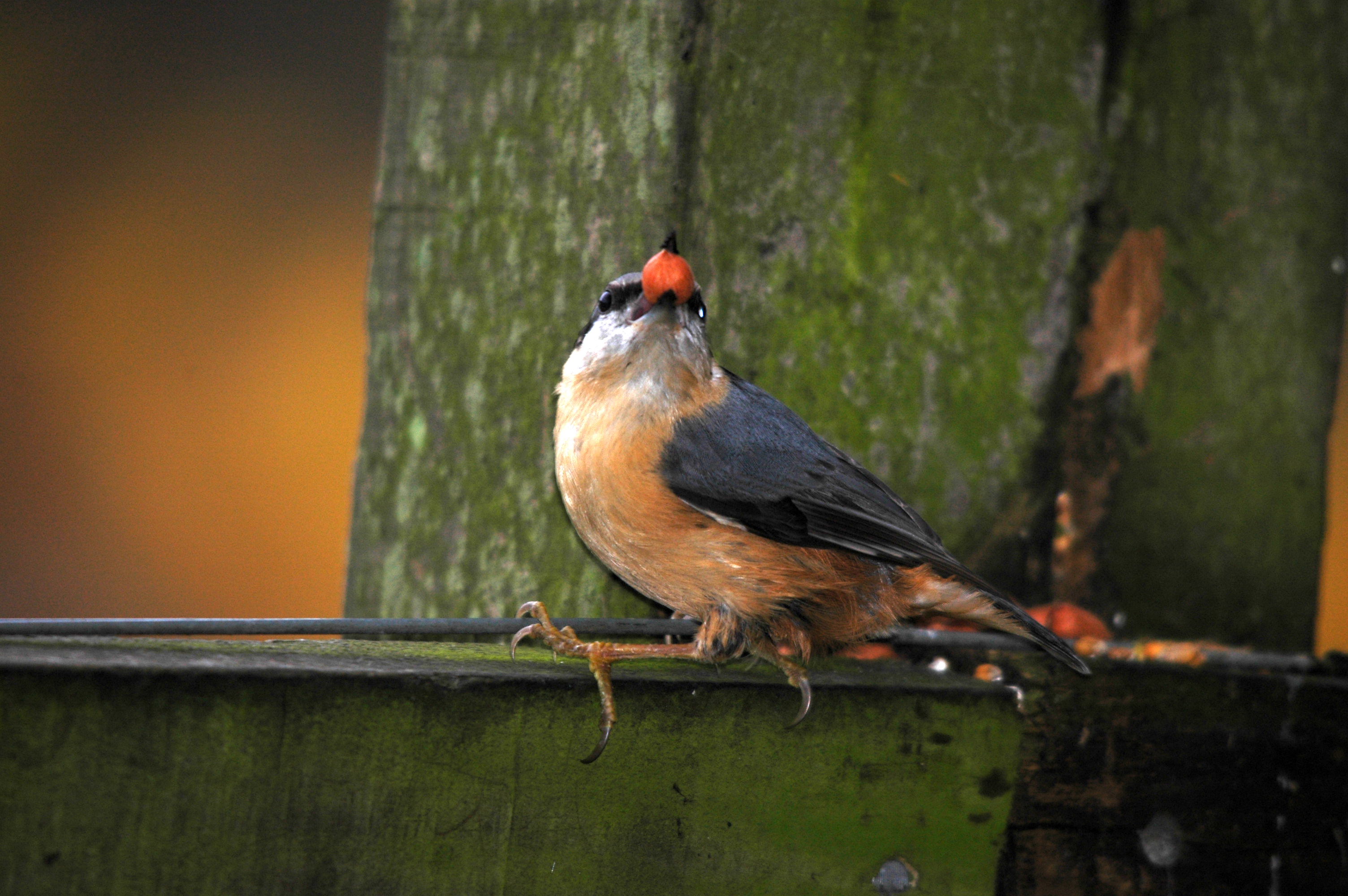 photos/wildlife/Bird_Species/169-Nuthatches/7665-Eurasian_Nuthatch/DSC_3878.JPG