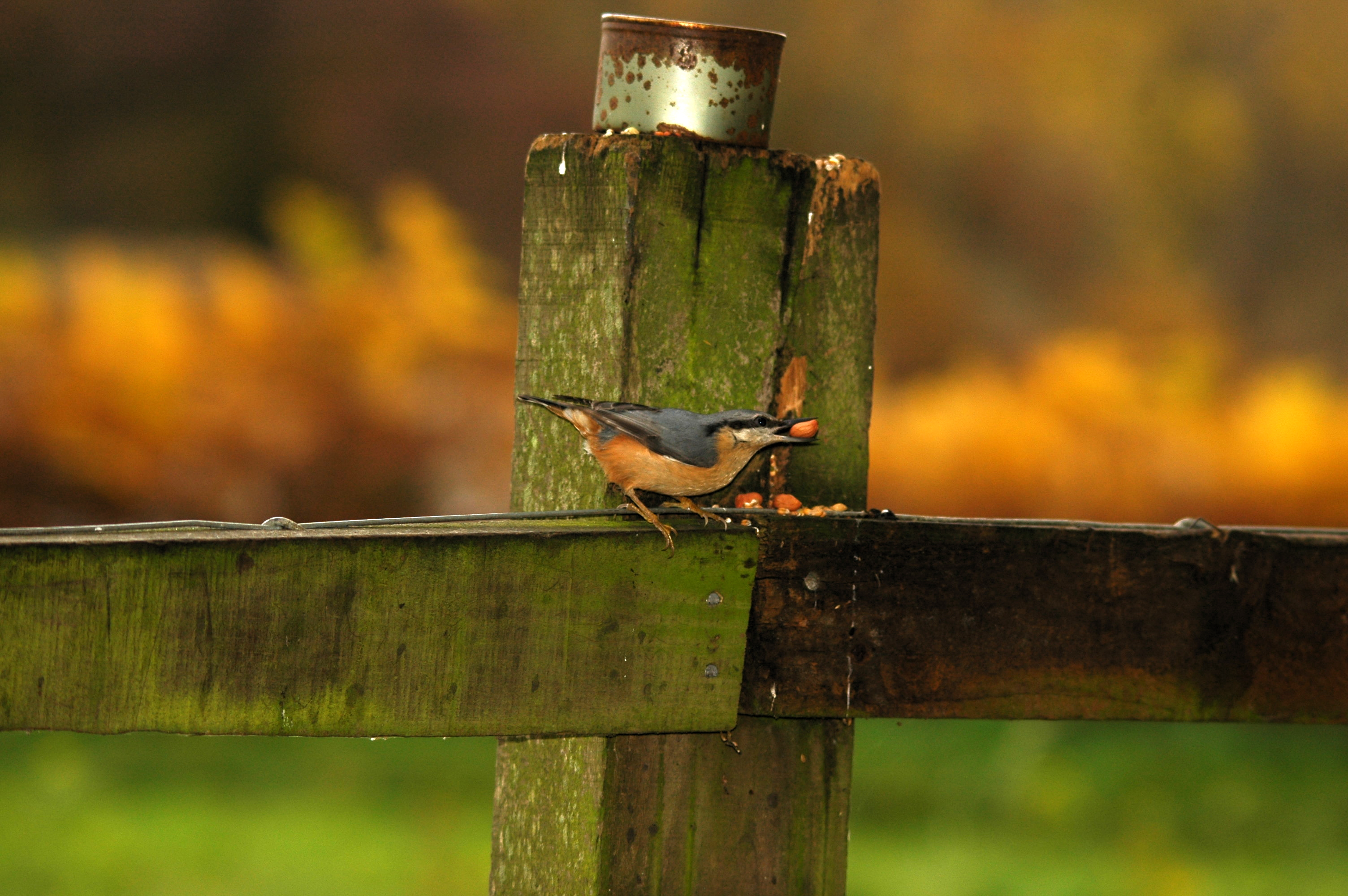photos/wildlife/Bird_Species/169-Nuthatches/7665-Eurasian_Nuthatch/DSC_3881.JPG