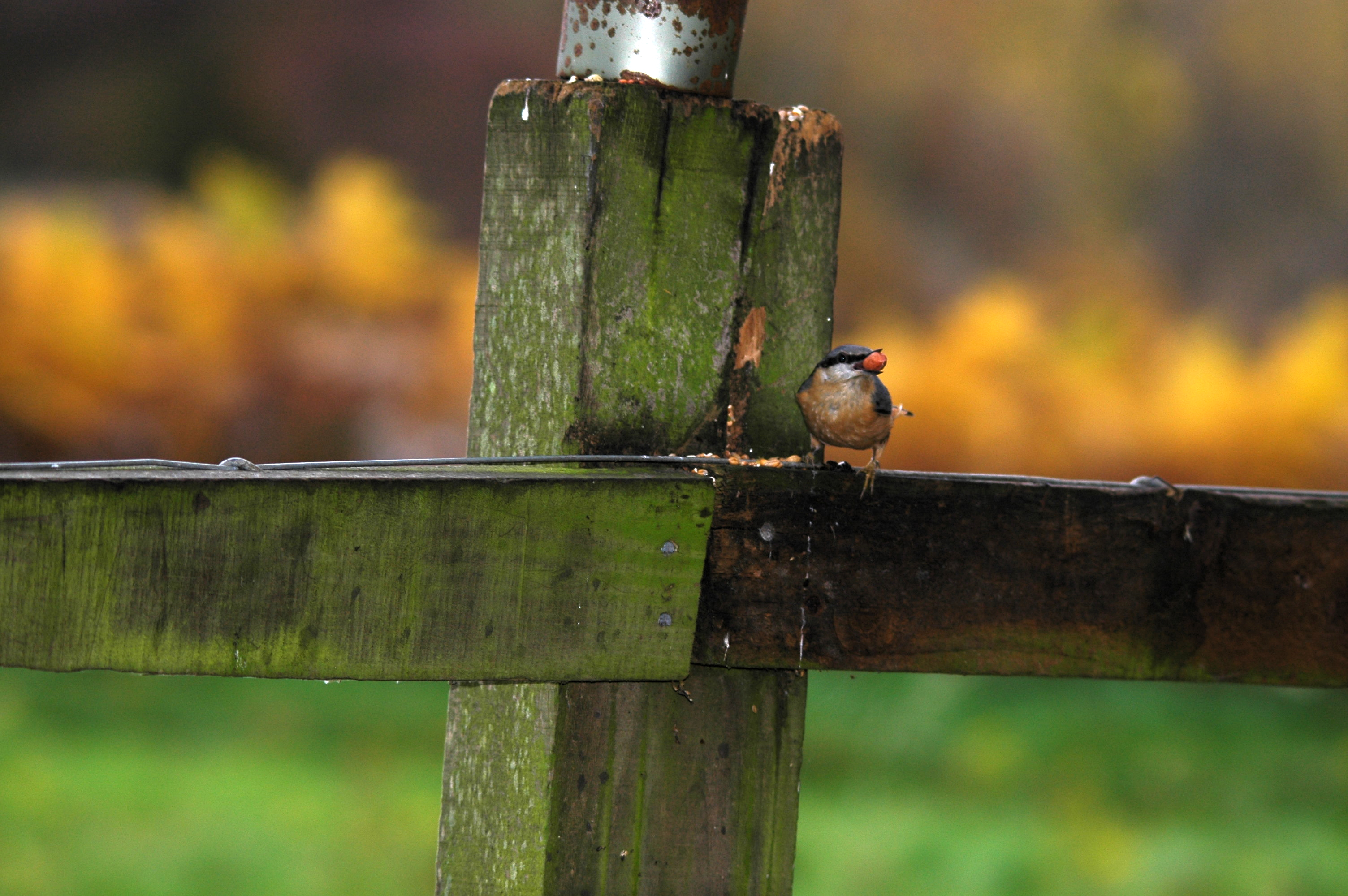 photos/wildlife/Bird_Species/169-Nuthatches/7665-Eurasian_Nuthatch/DSC_3882.JPG