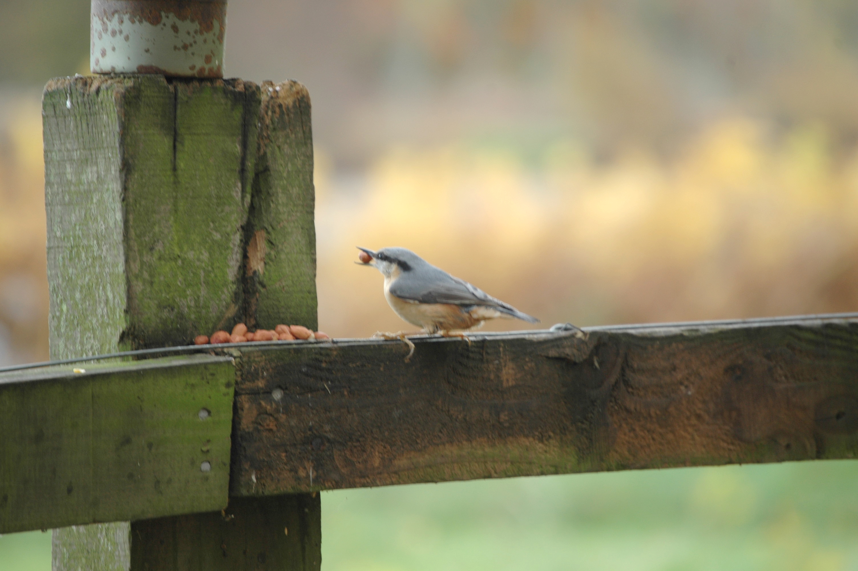 photos/wildlife/Bird_Species/169-Nuthatches/7665-Eurasian_Nuthatch/DSC_4035.JPG