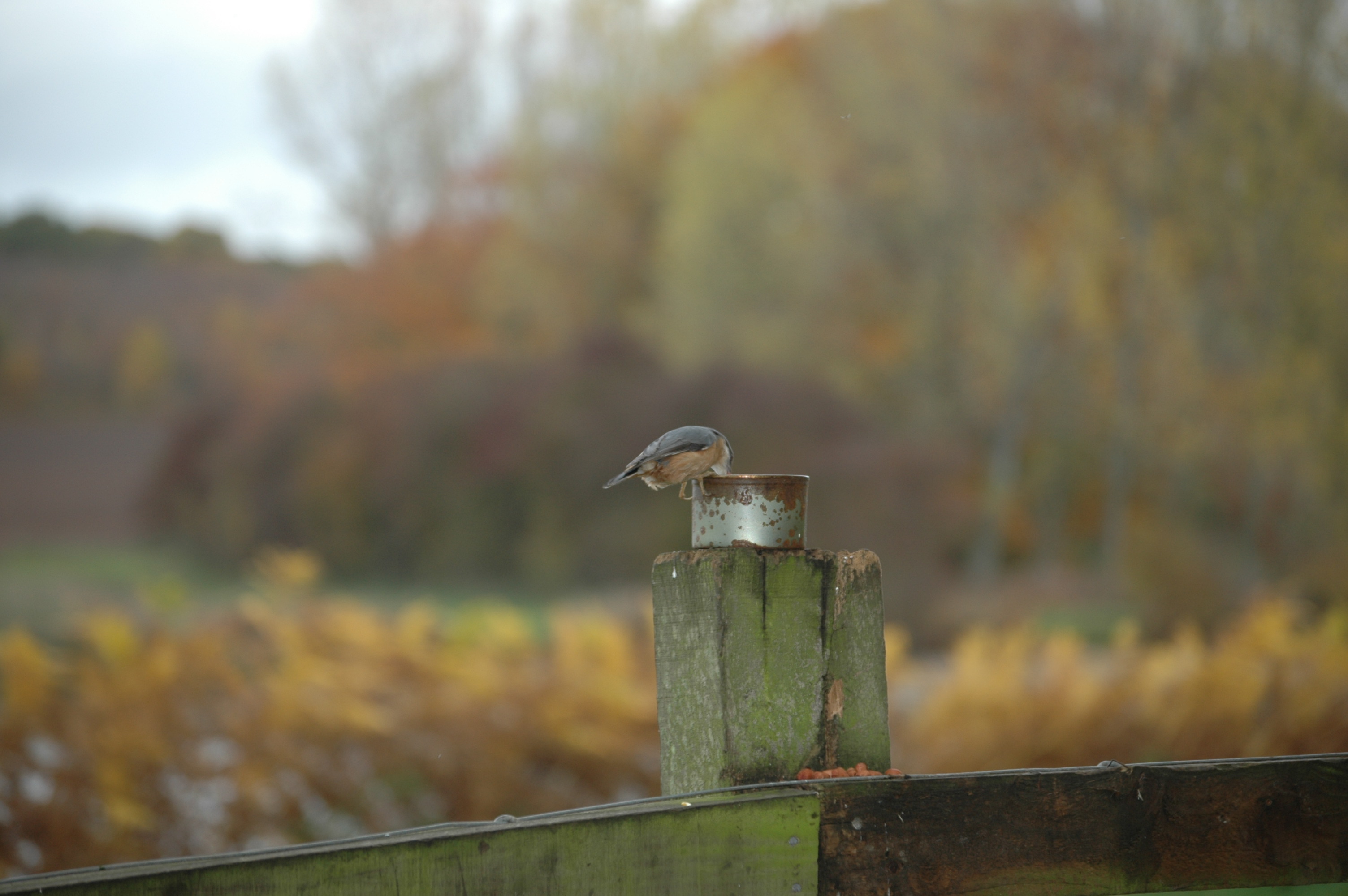 photos/wildlife/Bird_Species/169-Nuthatches/7665-Eurasian_Nuthatch/DSC_4043.JPG