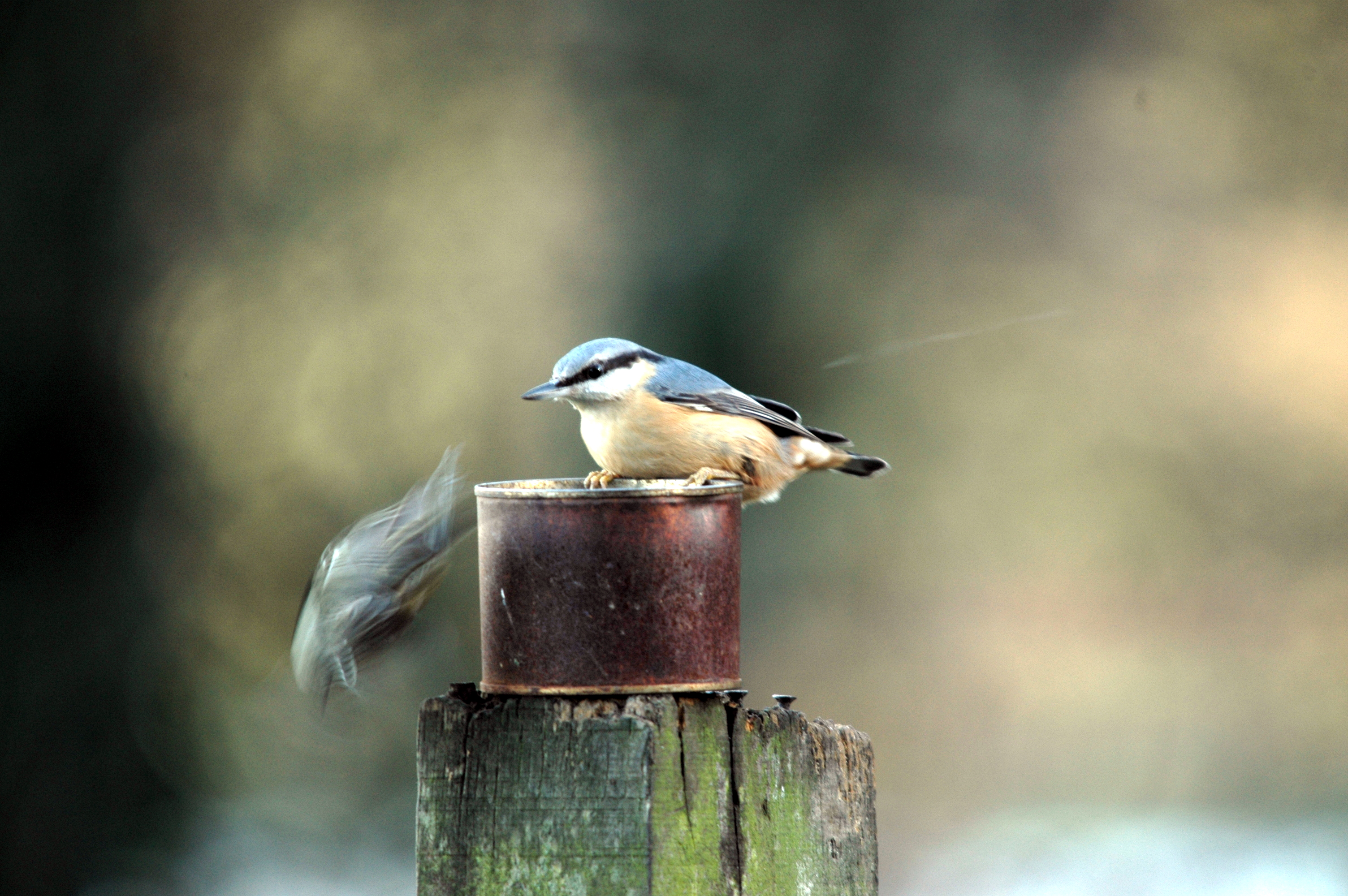 photos/wildlife/Bird_Species/169-Nuthatches/7665-Eurasian_Nuthatch/DSC_4284.JPG