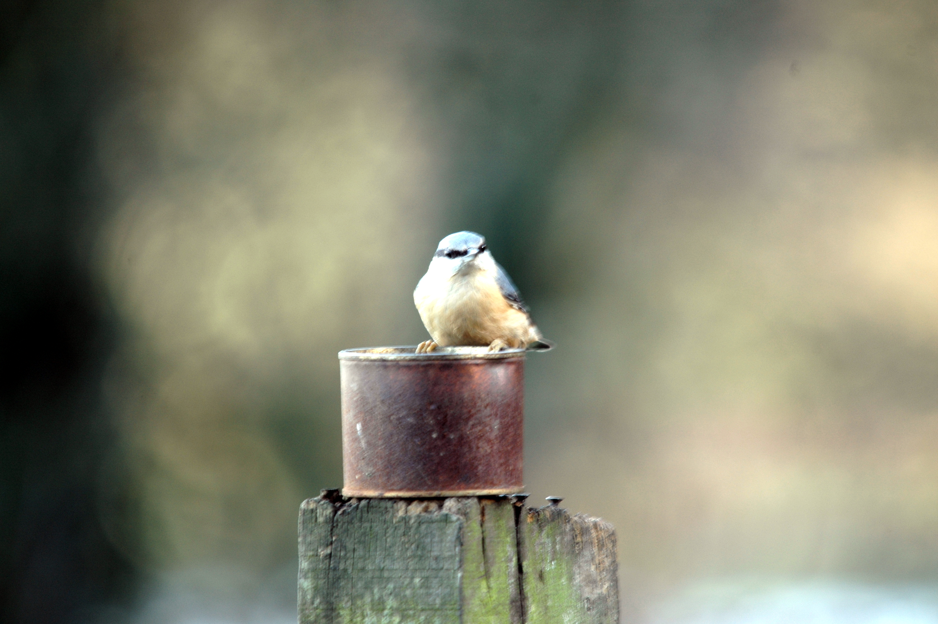photos/wildlife/Bird_Species/169-Nuthatches/7665-Eurasian_Nuthatch/DSC_4285.JPG