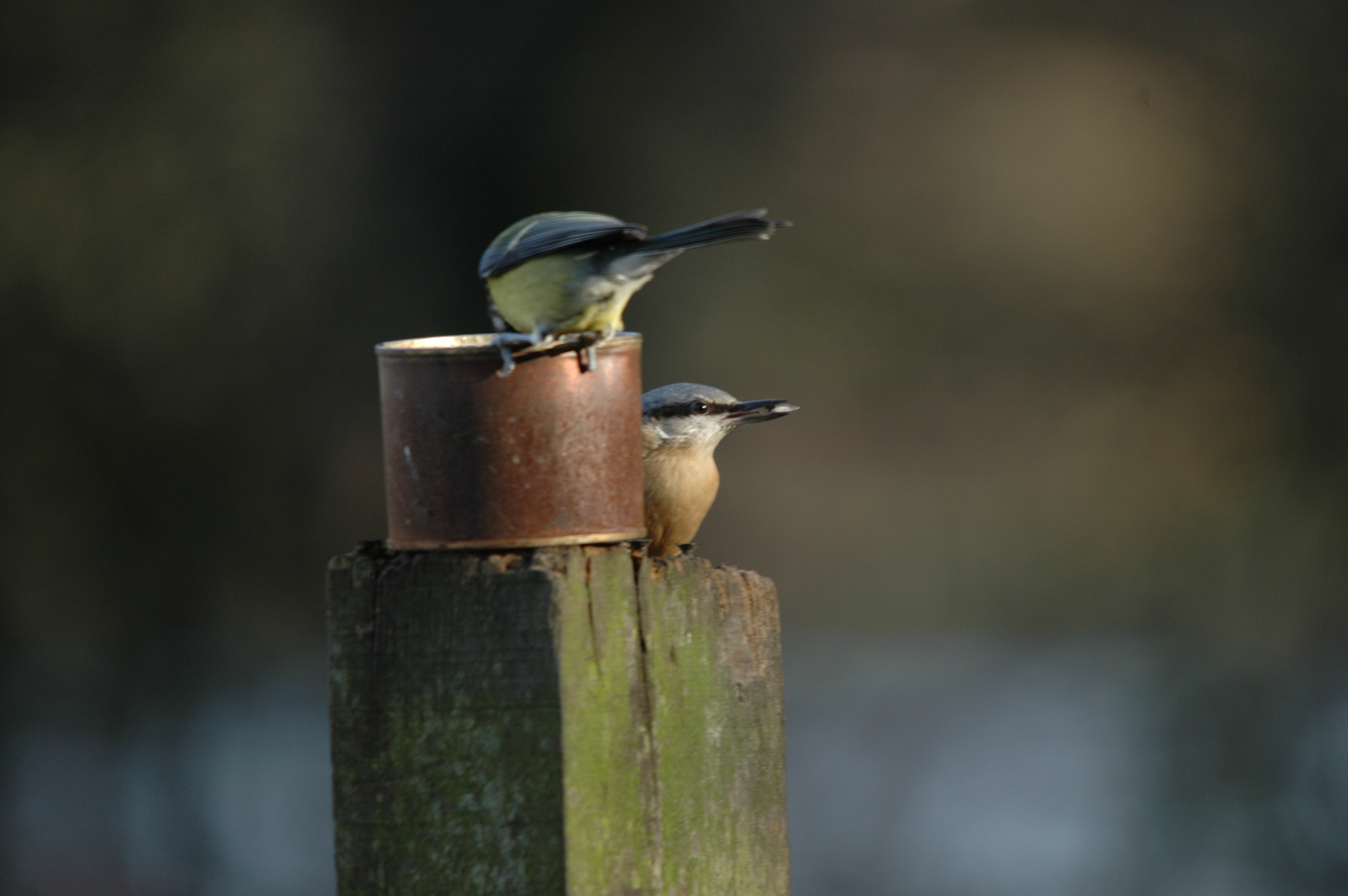 photos/wildlife/Bird_Species/169-Nuthatches/7665-Eurasian_Nuthatch/DSC_4302.JPG