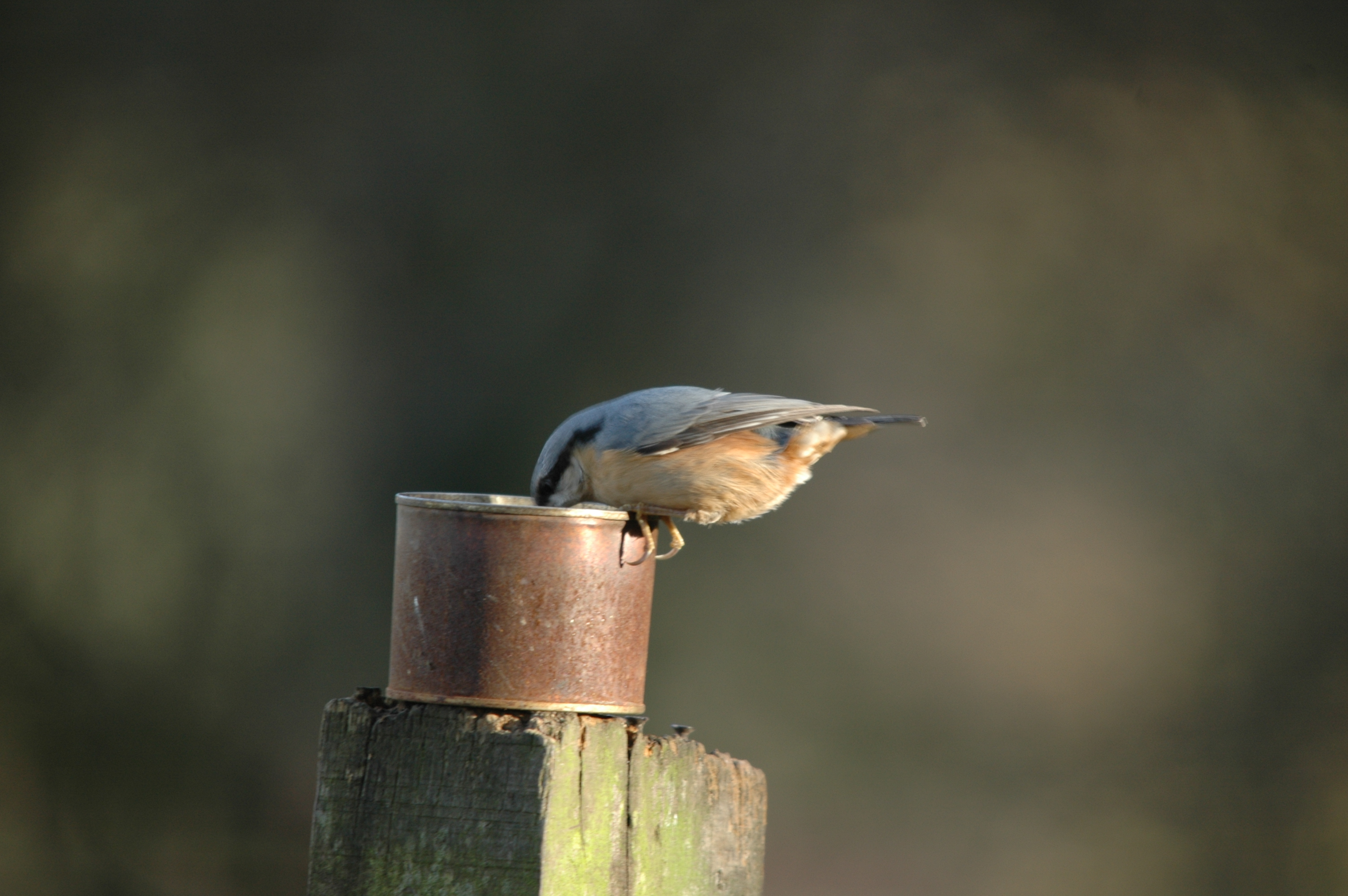 photos/wildlife/Bird_Species/169-Nuthatches/7665-Eurasian_Nuthatch/DSC_4313.JPG