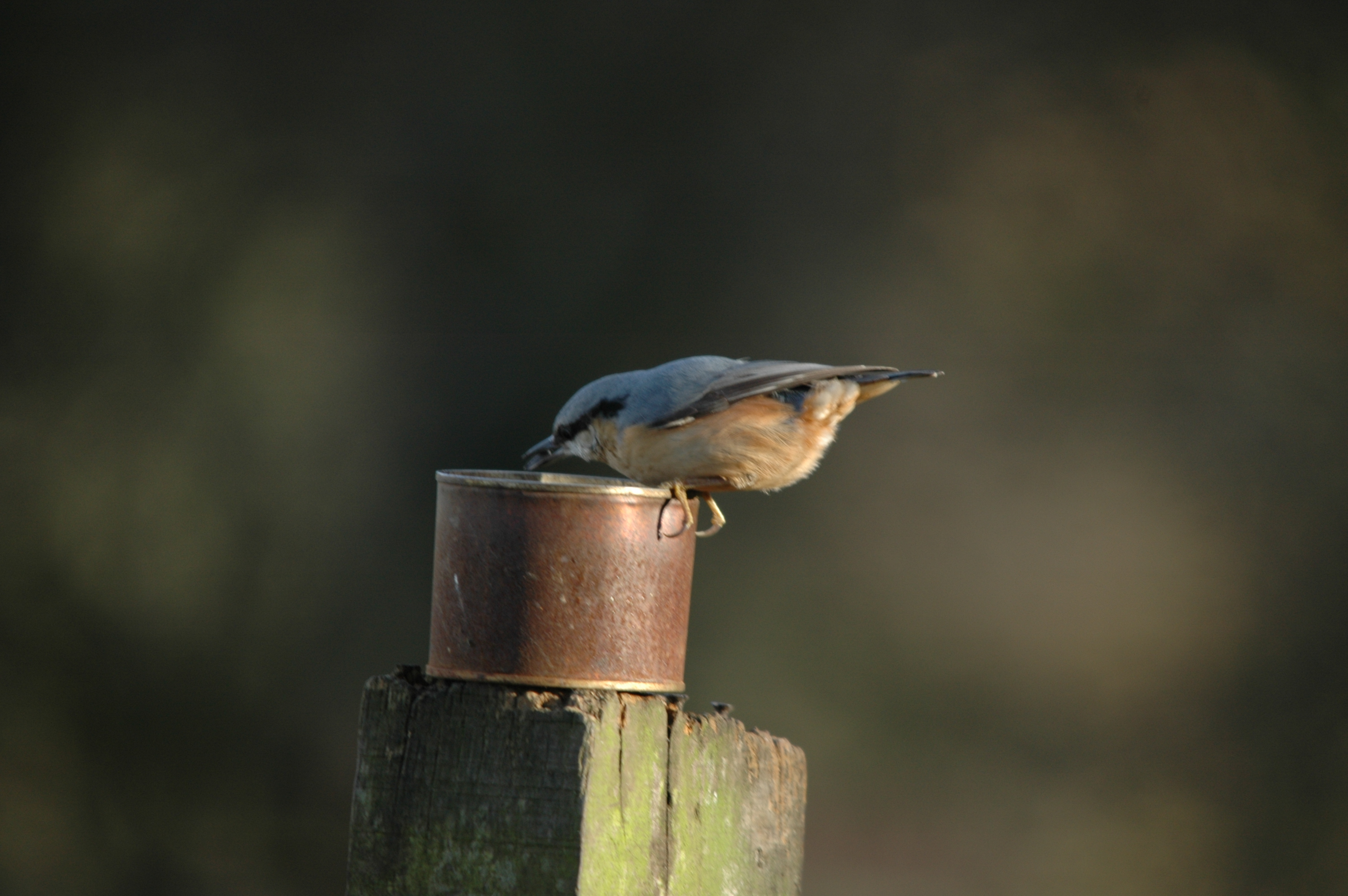 photos/wildlife/Bird_Species/169-Nuthatches/7665-Eurasian_Nuthatch/DSC_4314.JPG