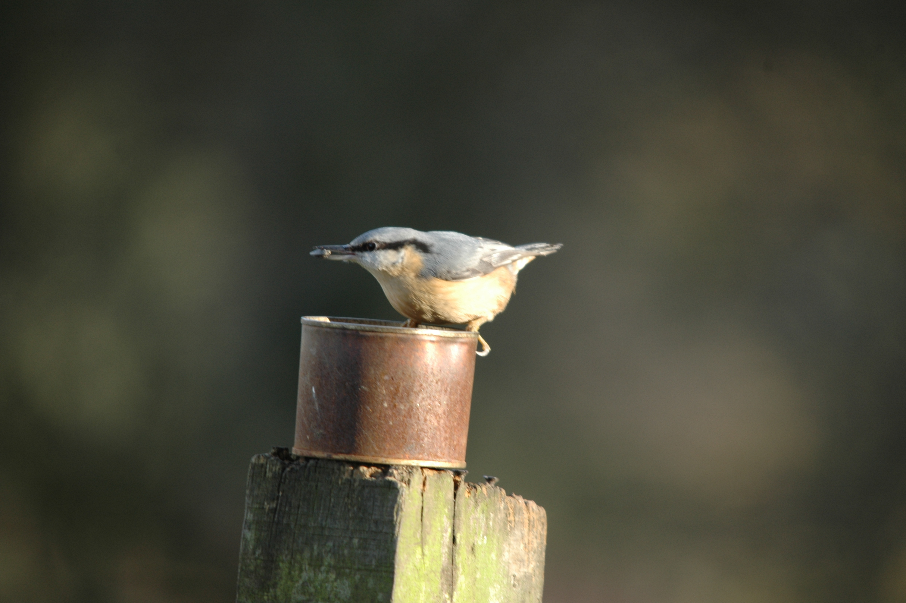 photos/wildlife/Bird_Species/169-Nuthatches/7665-Eurasian_Nuthatch/DSC_4315.JPG