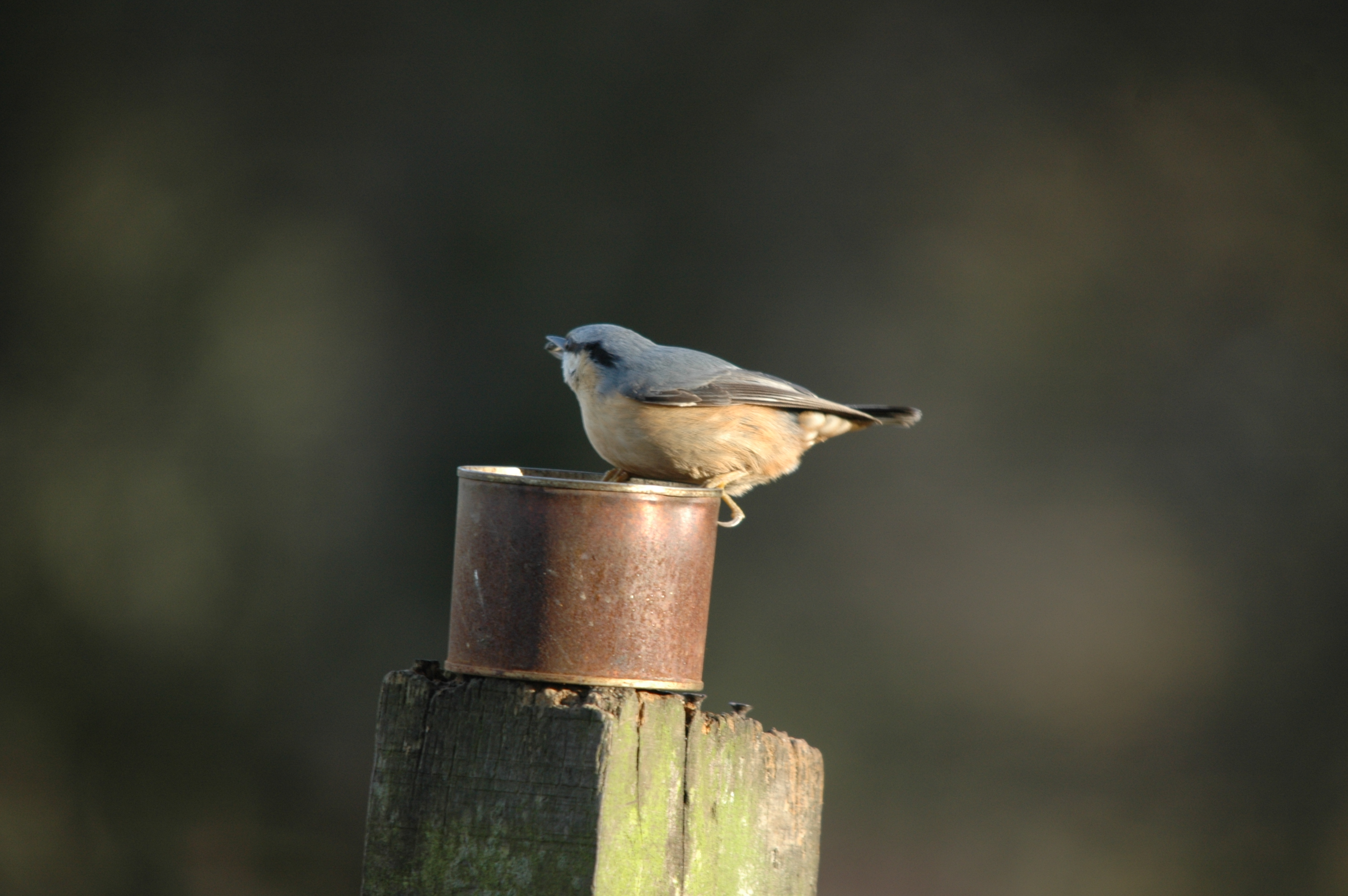photos/wildlife/Bird_Species/169-Nuthatches/7665-Eurasian_Nuthatch/DSC_4316.JPG