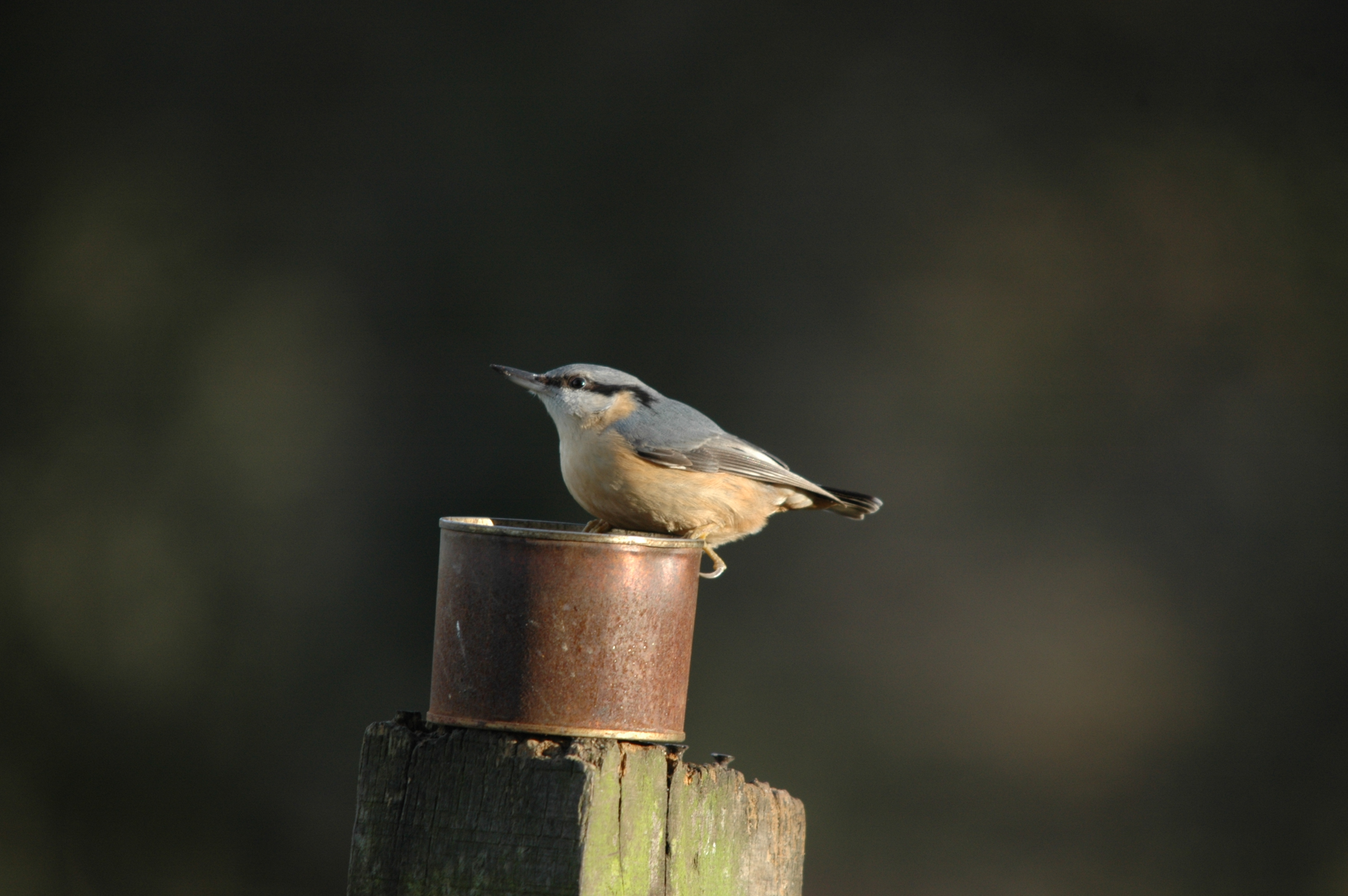 photos/wildlife/Bird_Species/169-Nuthatches/7665-Eurasian_Nuthatch/DSC_4317.JPG