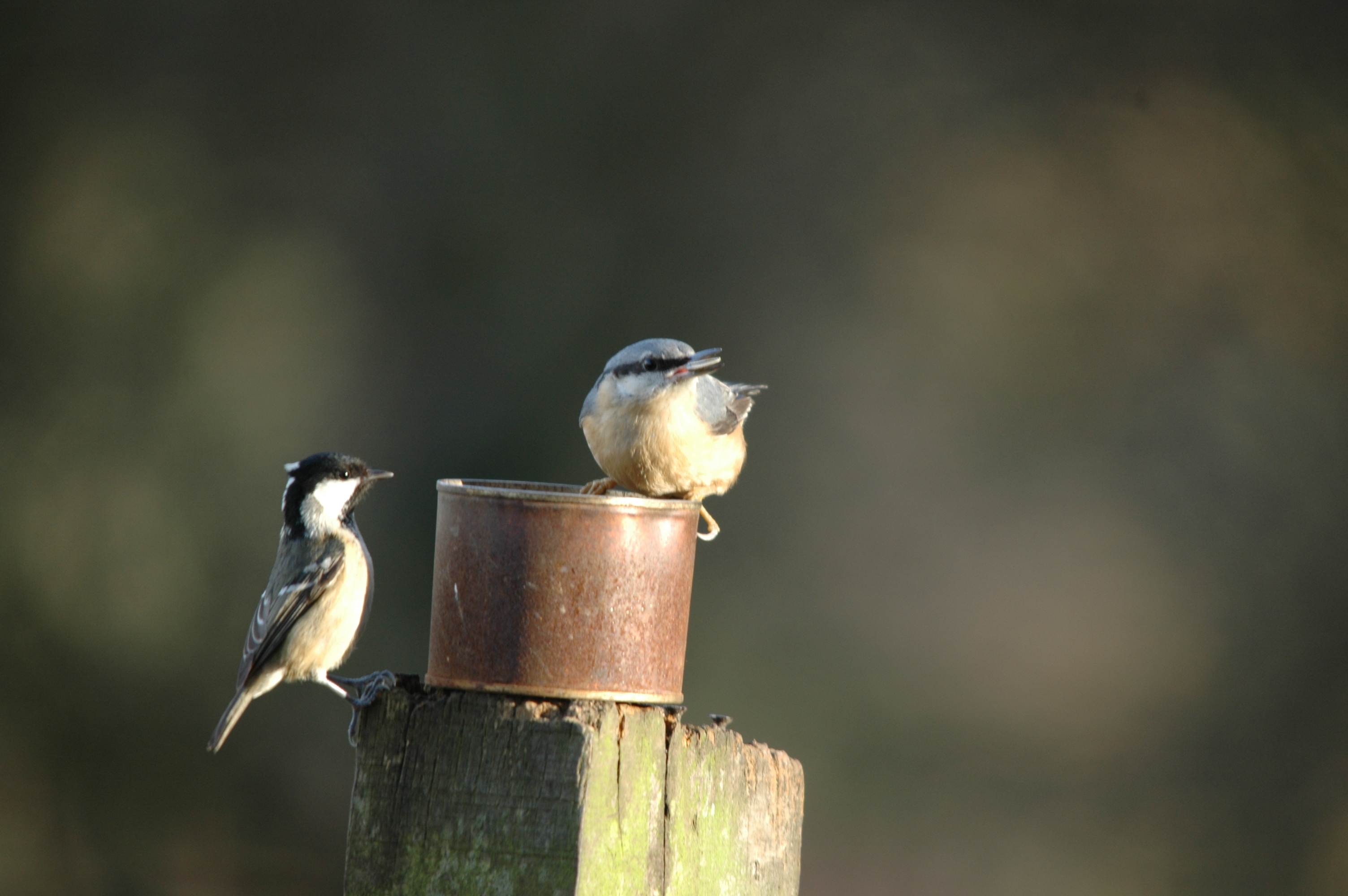 photos/wildlife/Bird_Species/169-Nuthatches/7665-Eurasian_Nuthatch/DSC_4318.JPG