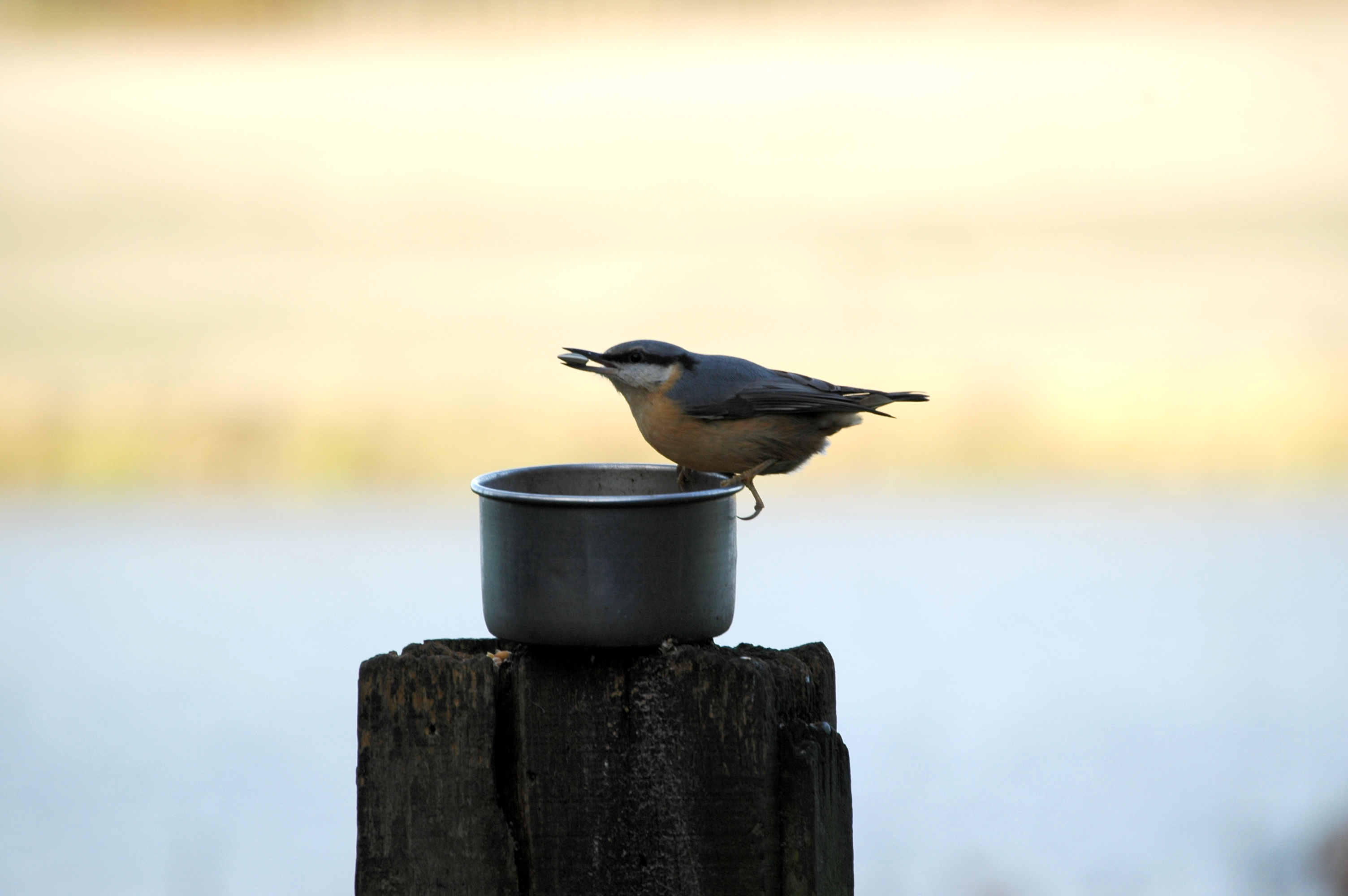photos/wildlife/Bird_Species/169-Nuthatches/7665-Eurasian_Nuthatch/DSC_4414.JPG