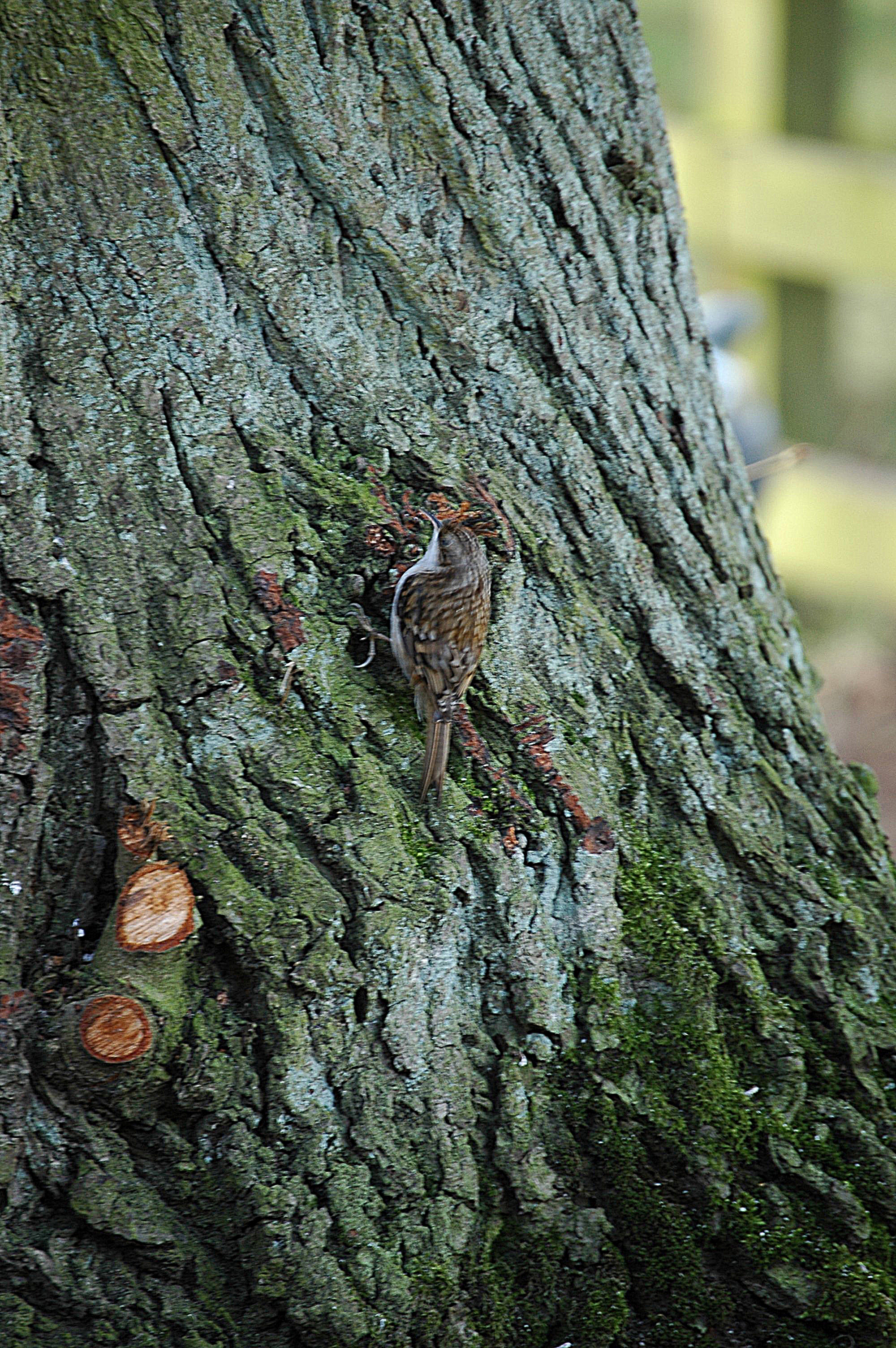 photos/wildlife/Bird_Species/170-Treecreepers/7693-Eurasian_Tree-Creeper/20060217-Wellbeck-01.jpg