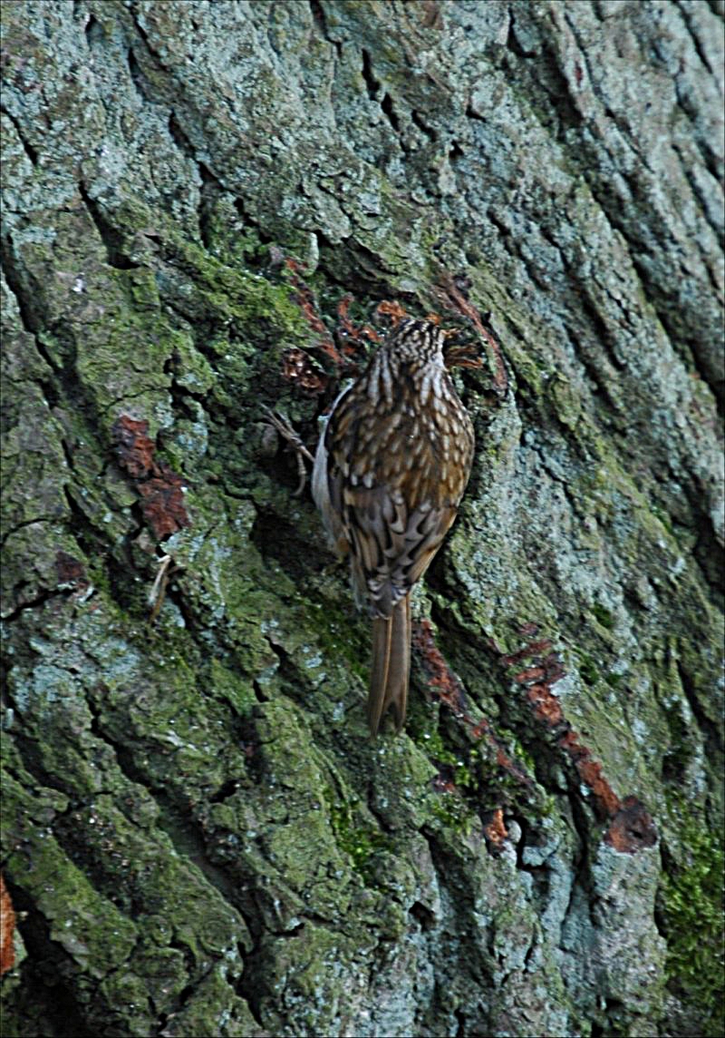 photos/wildlife/Bird_Species/170-Treecreepers/7693-Eurasian_Tree-Creeper/20060217-Wellbeck-02-small.jpg