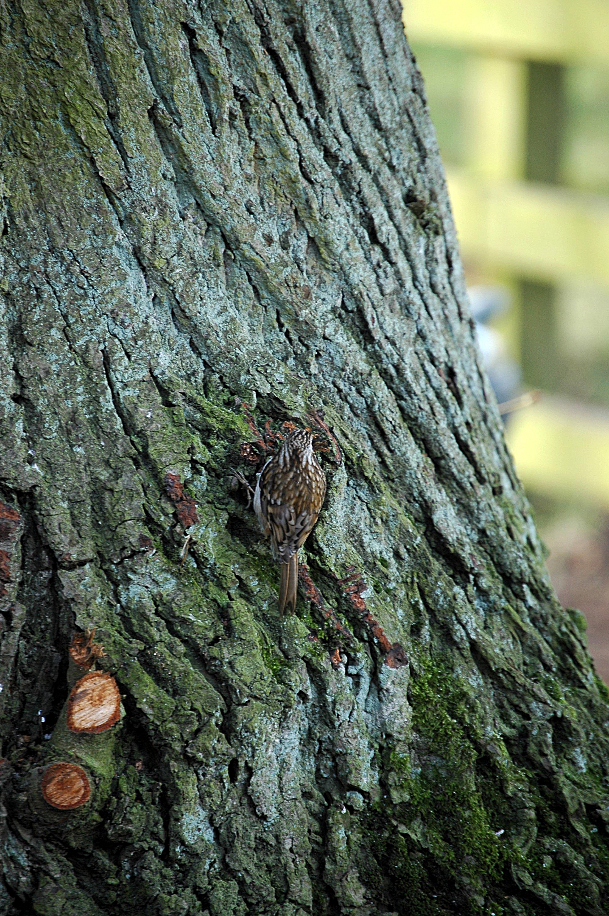 photos/wildlife/Bird_Species/170-Treecreepers/7693-Eurasian_Tree-Creeper/20060217-Wellbeck-02.jpg