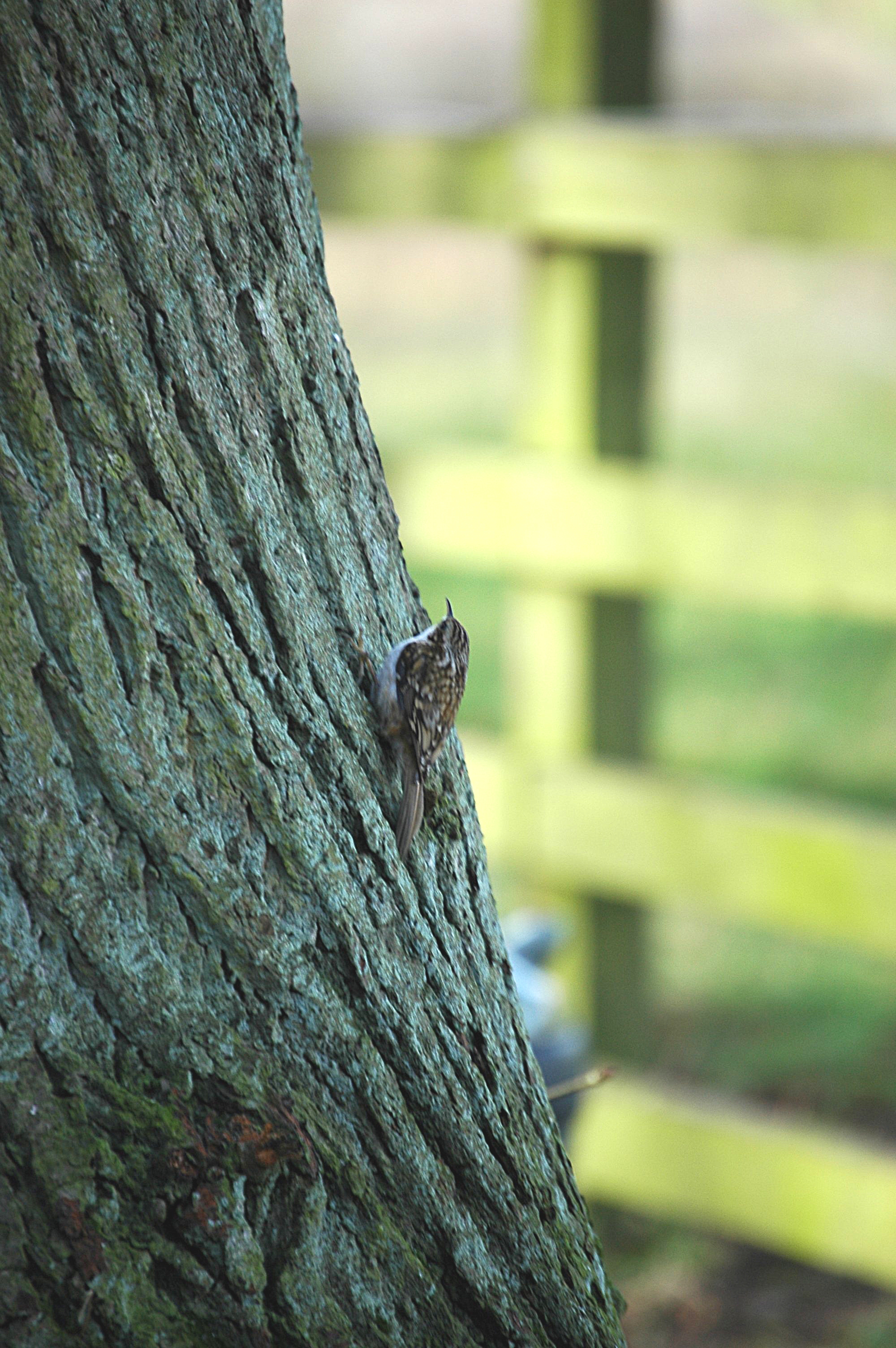 photos/wildlife/Bird_Species/170-Treecreepers/7693-Eurasian_Tree-Creeper/20060217-Wellbeck-03.jpg