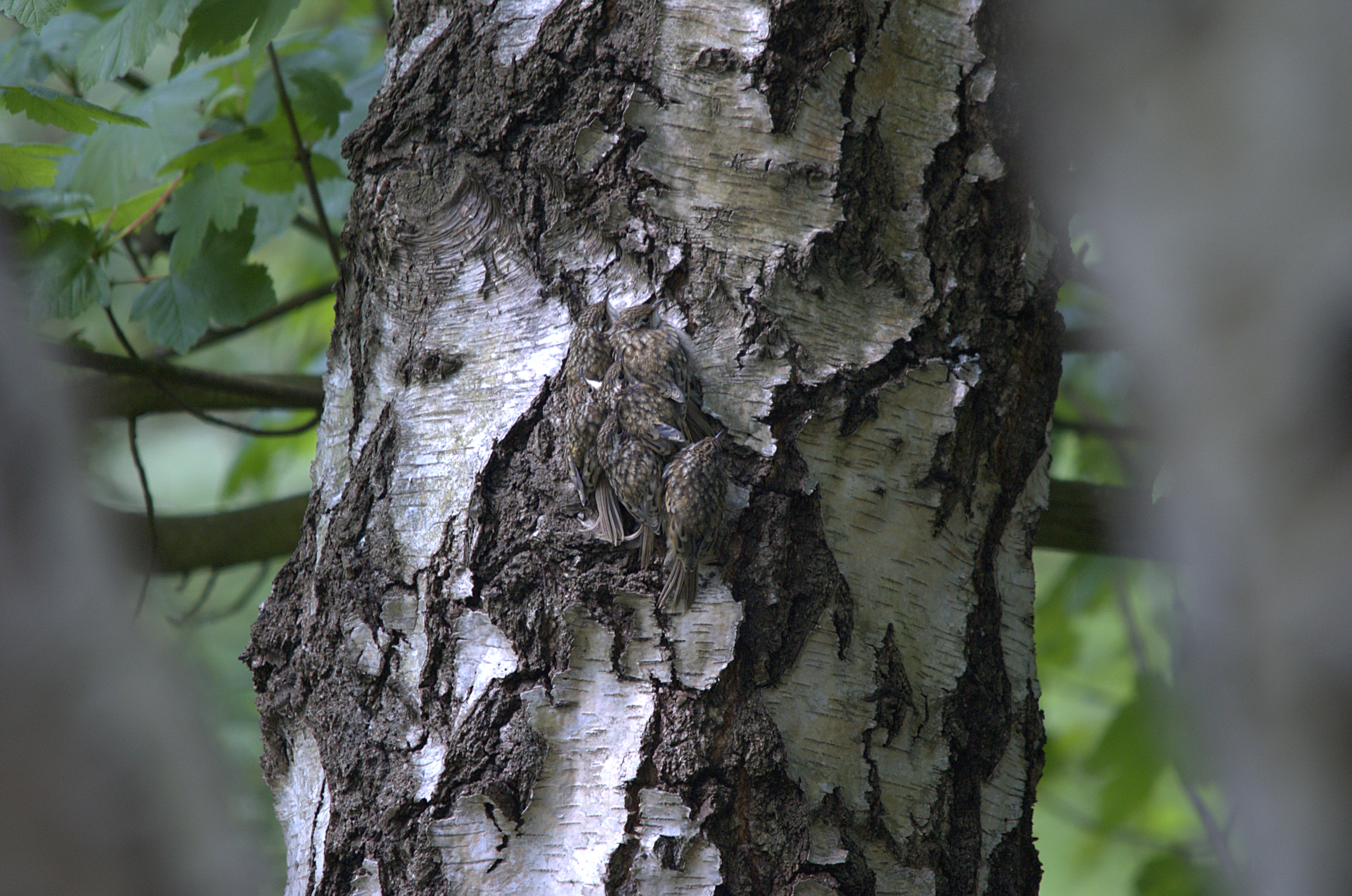 photos/wildlife/Bird_Species/170-Treecreepers/7693-Eurasian_Tree-Creeper/DSC_2064.jpg