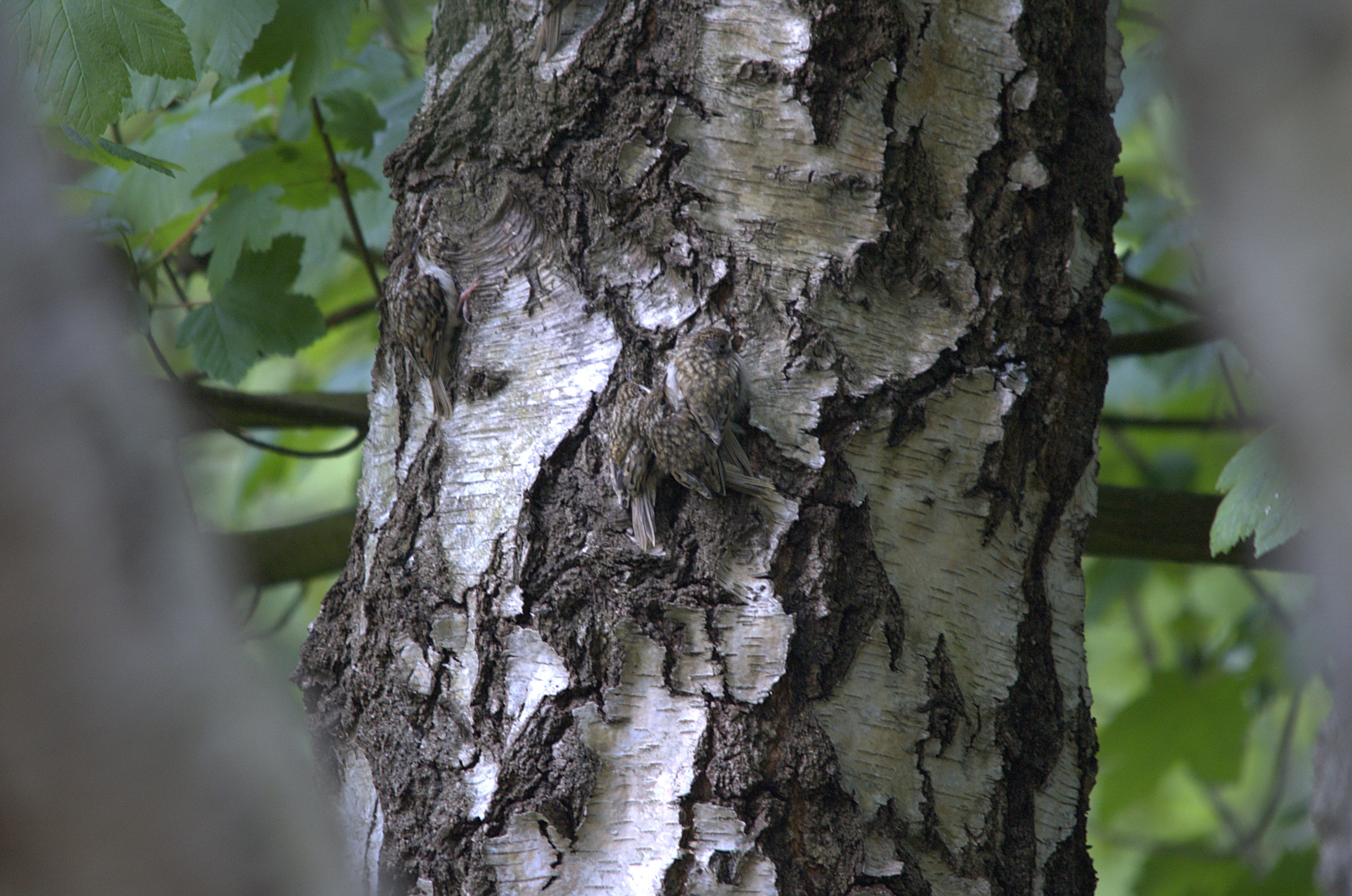 photos/wildlife/Bird_Species/170-Treecreepers/7693-Eurasian_Tree-Creeper/DSC_2066.jpg
