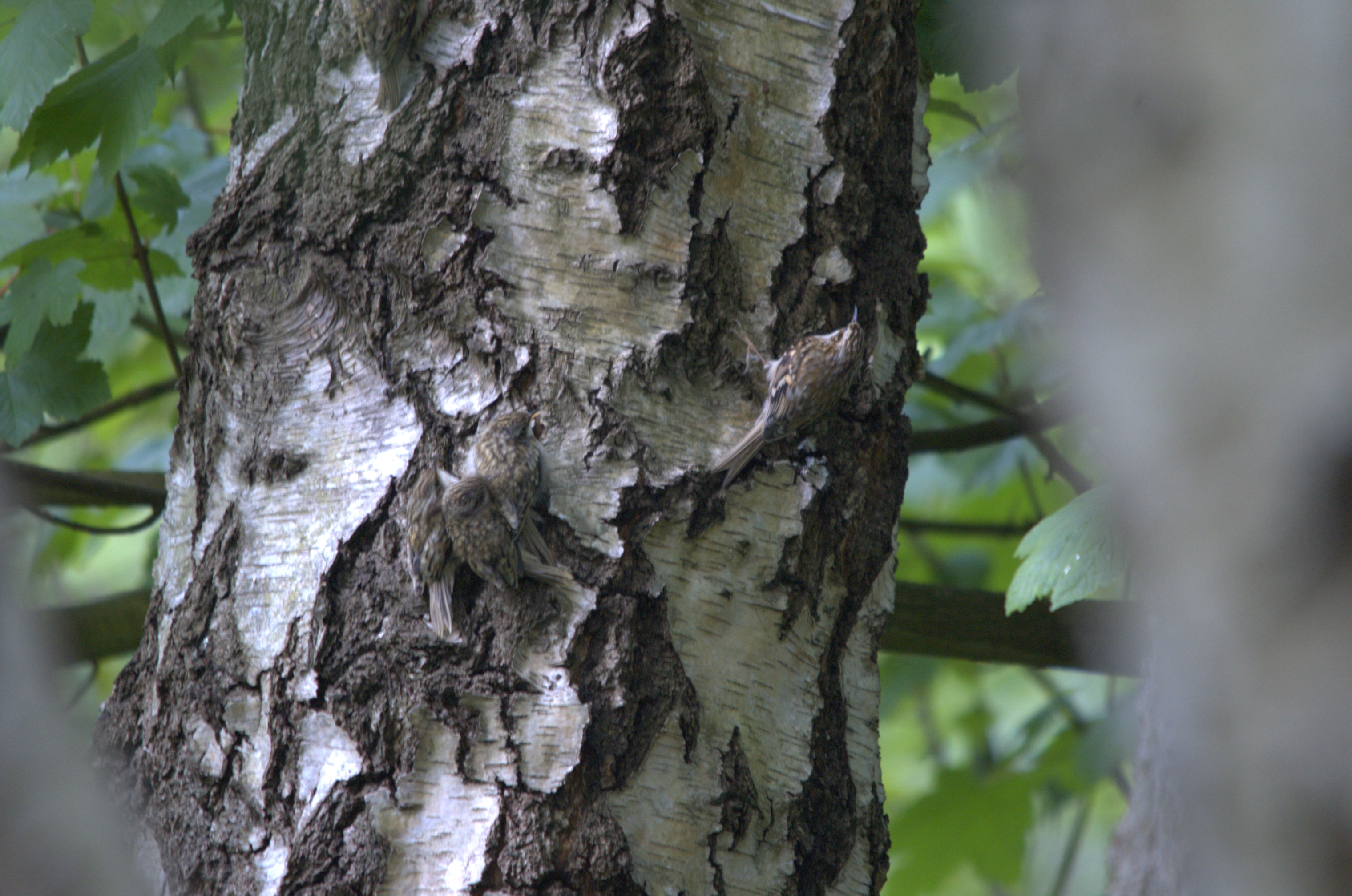 photos/wildlife/Bird_Species/170-Treecreepers/7693-Eurasian_Tree-Creeper/DSC_2067.jpg