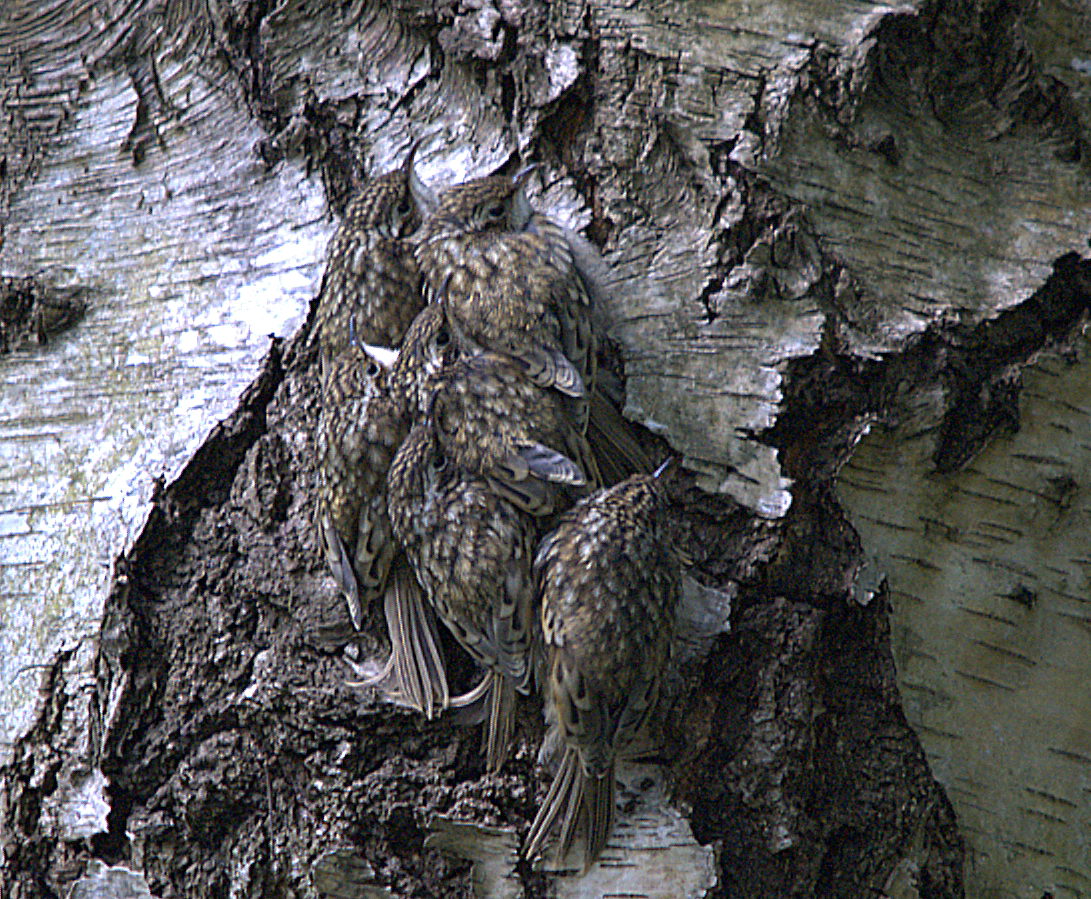 photos/wildlife/Bird_Species/170-Treecreepers/7693-Eurasian_Tree-Creeper/dsc_2064_sm.jpg