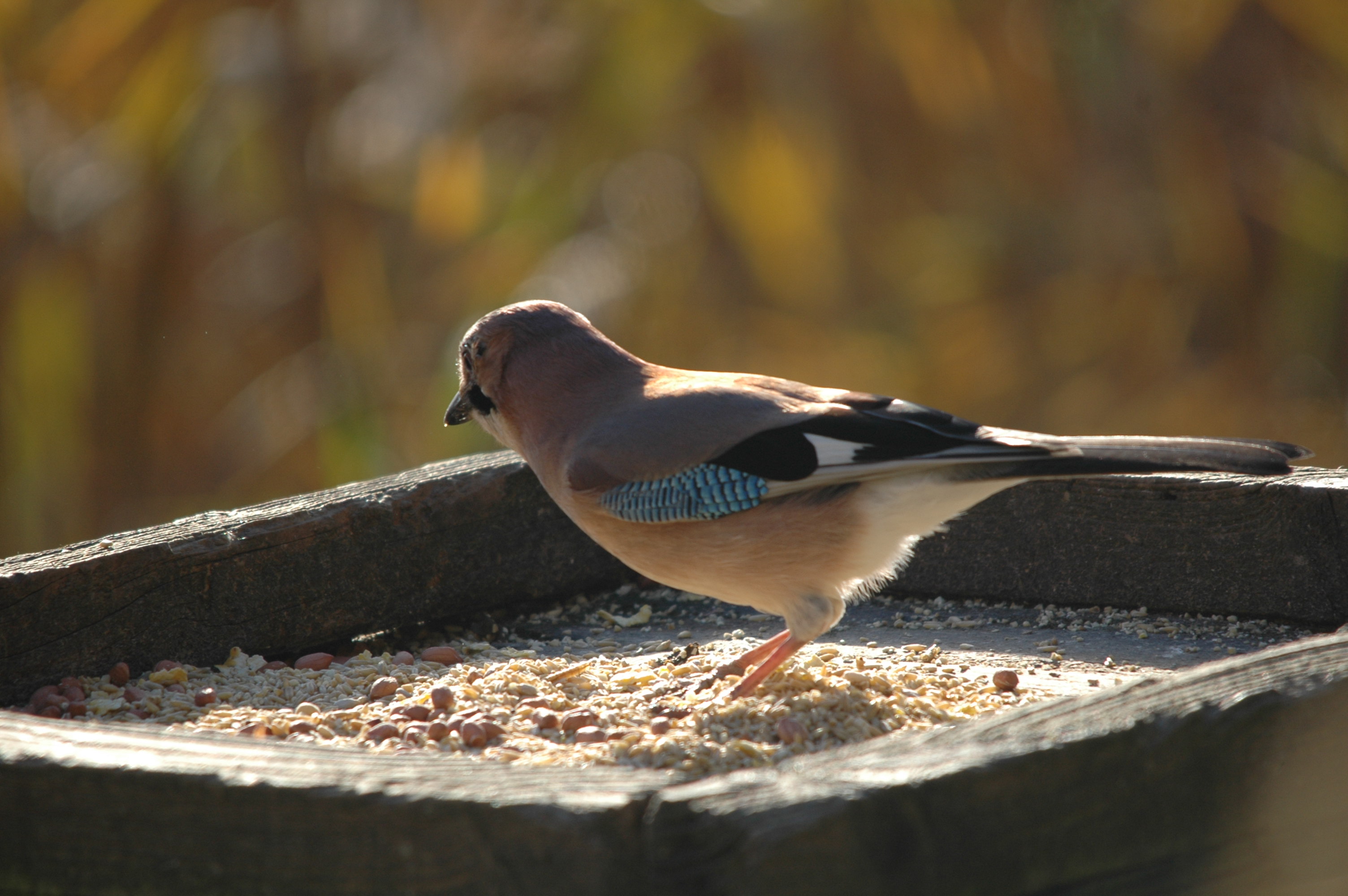 photos/wildlife/Bird_Species/184-Crows-Jays-Magpies/8339-Eurasian_Jay/DSC_4124.JPG