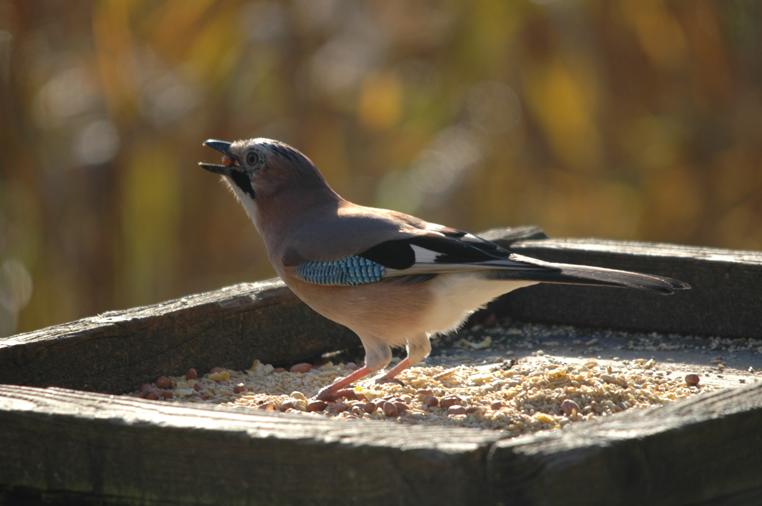 photos/wildlife/Bird_Species/184-Crows-Jays-Magpies/8339-Eurasian_Jay/DSC_4125.JPG