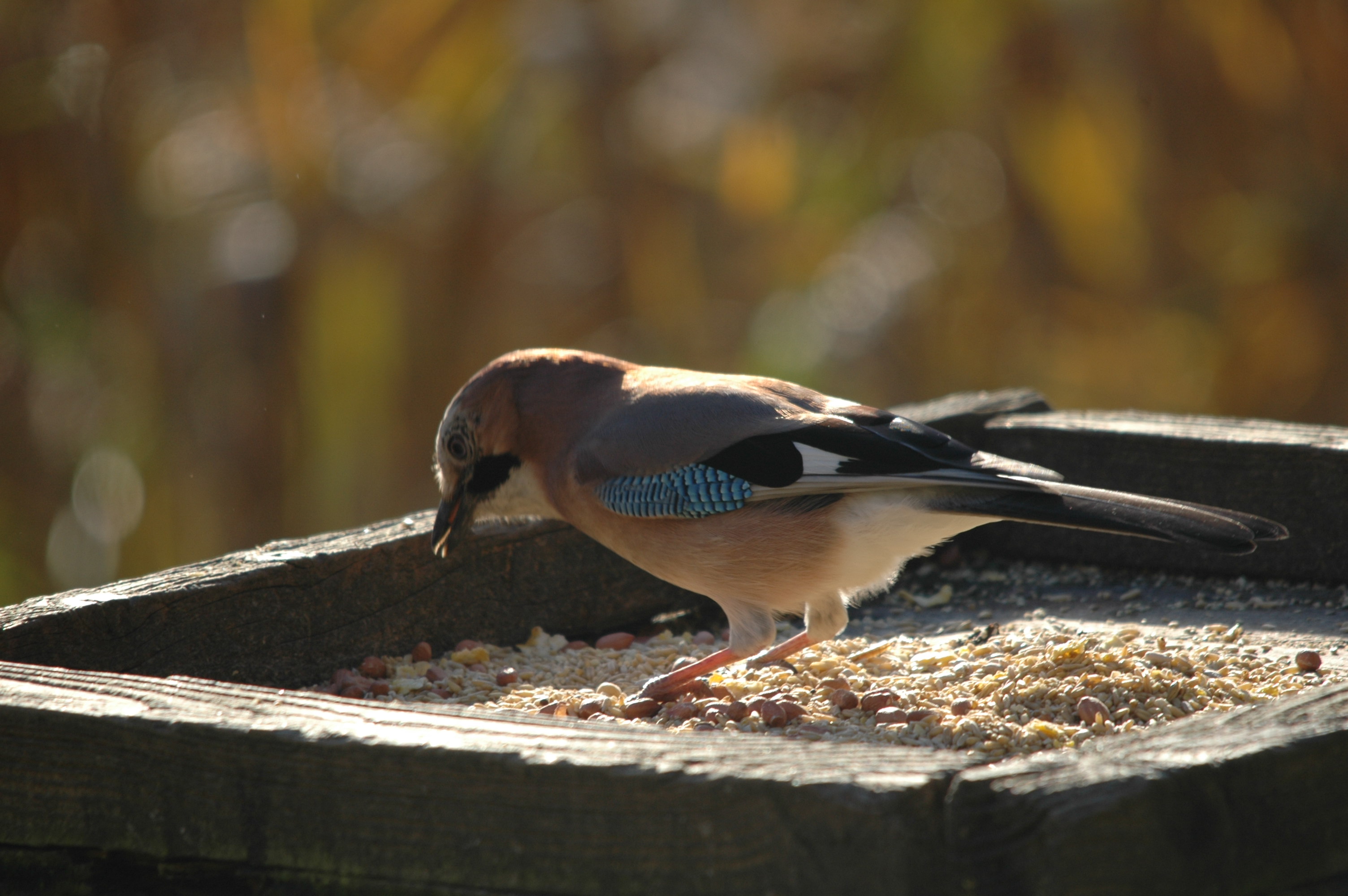 photos/wildlife/Bird_Species/184-Crows-Jays-Magpies/8339-Eurasian_Jay/DSC_4126.JPG