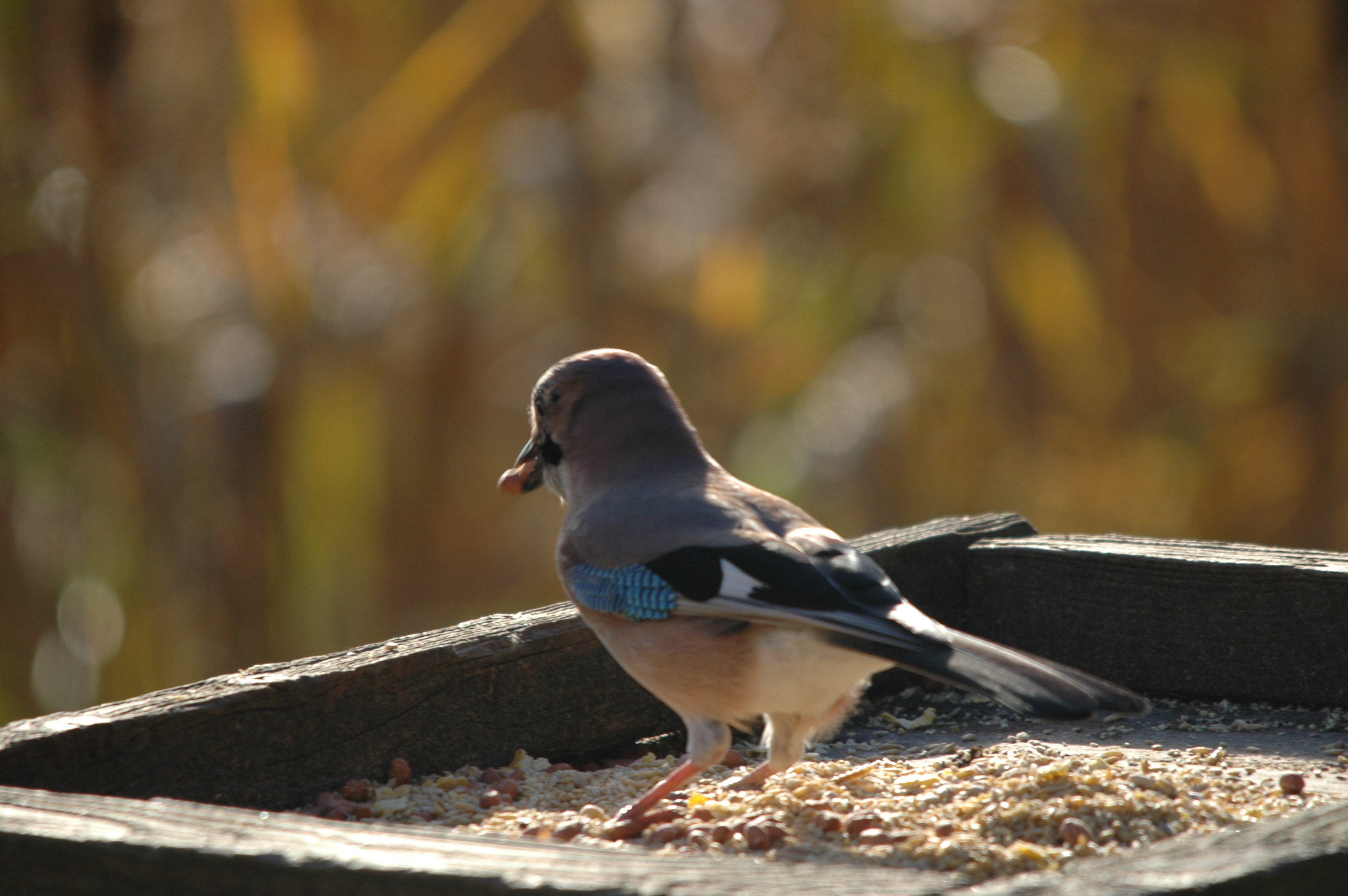 photos/wildlife/Bird_Species/184-Crows-Jays-Magpies/8339-Eurasian_Jay/DSC_4127.JPG