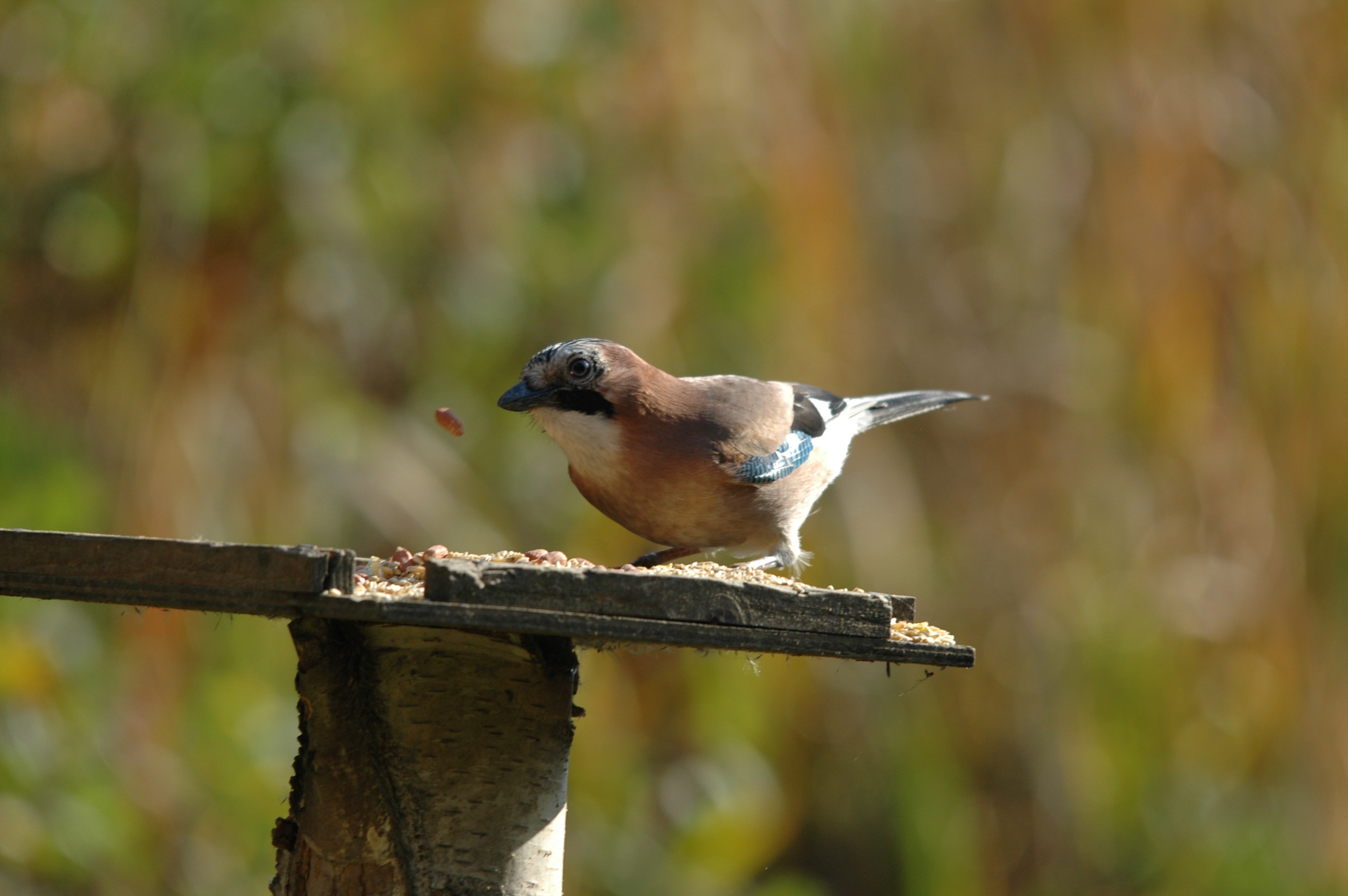 photos/wildlife/Bird_Species/184-Crows-Jays-Magpies/8339-Eurasian_Jay/DSC_4137.JPG