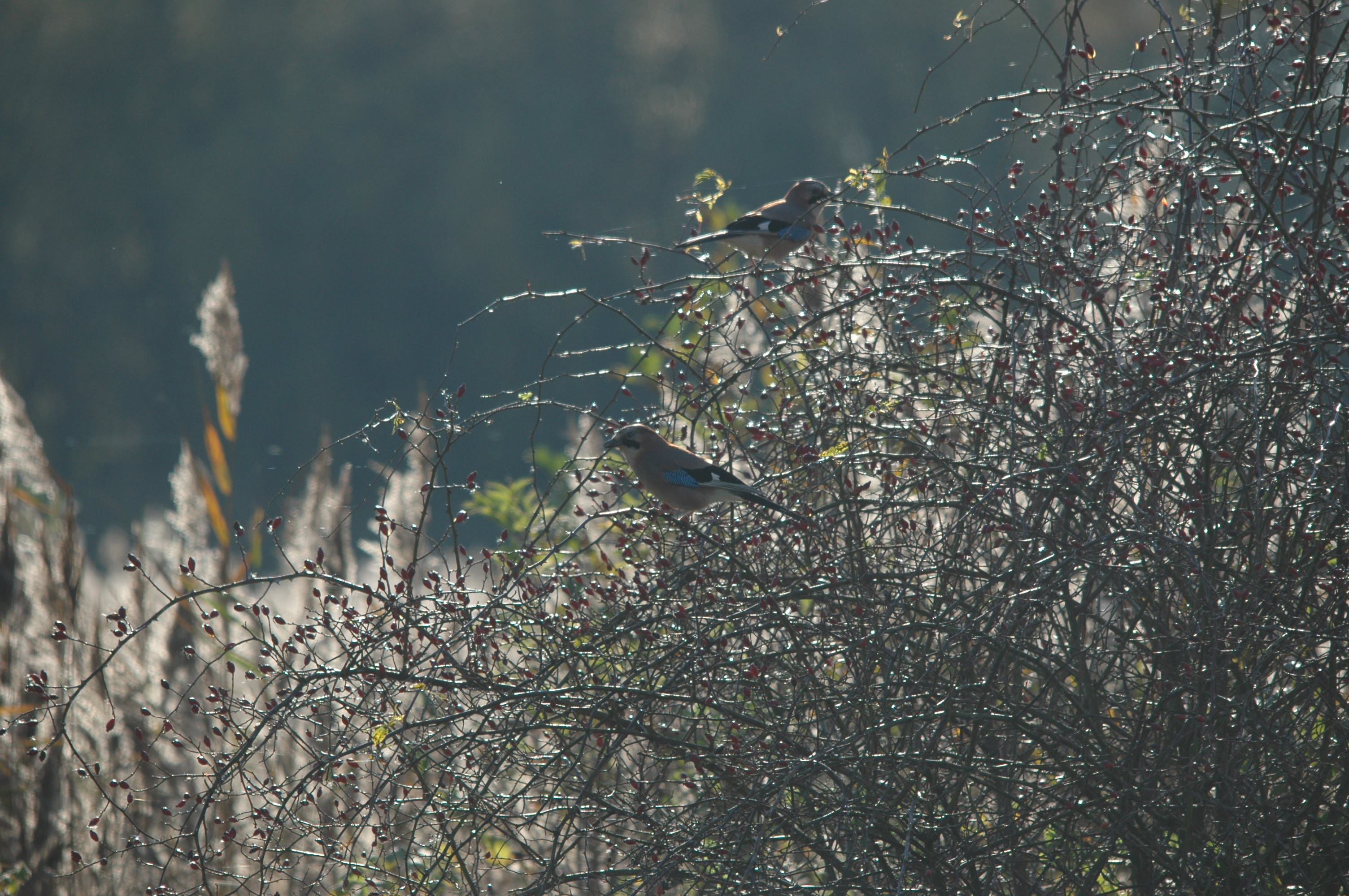 photos/wildlife/Bird_Species/184-Crows-Jays-Magpies/8339-Eurasian_Jay/DSC_4139.JPG