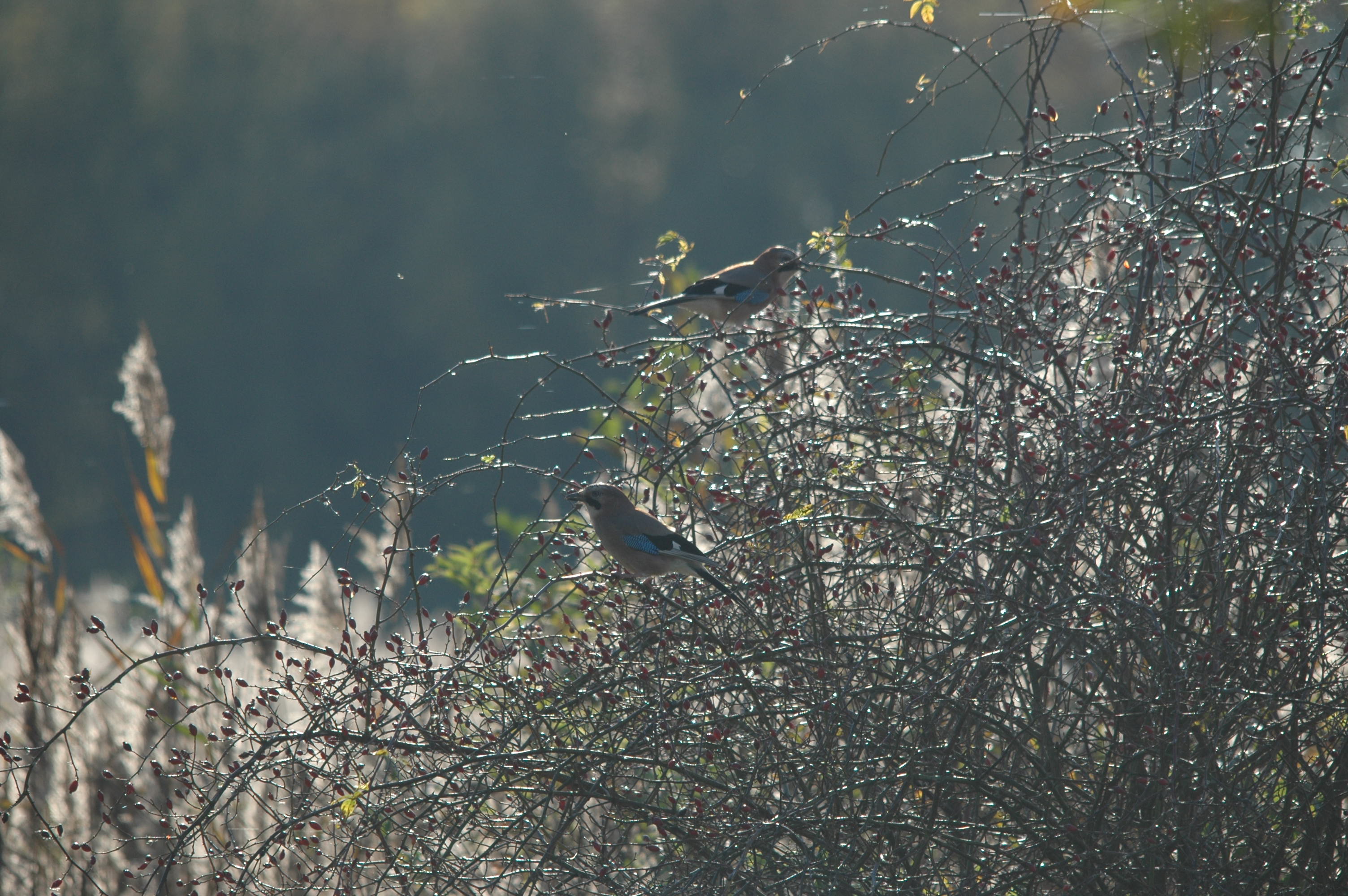 photos/wildlife/Bird_Species/184-Crows-Jays-Magpies/8339-Eurasian_Jay/DSC_4140.JPG