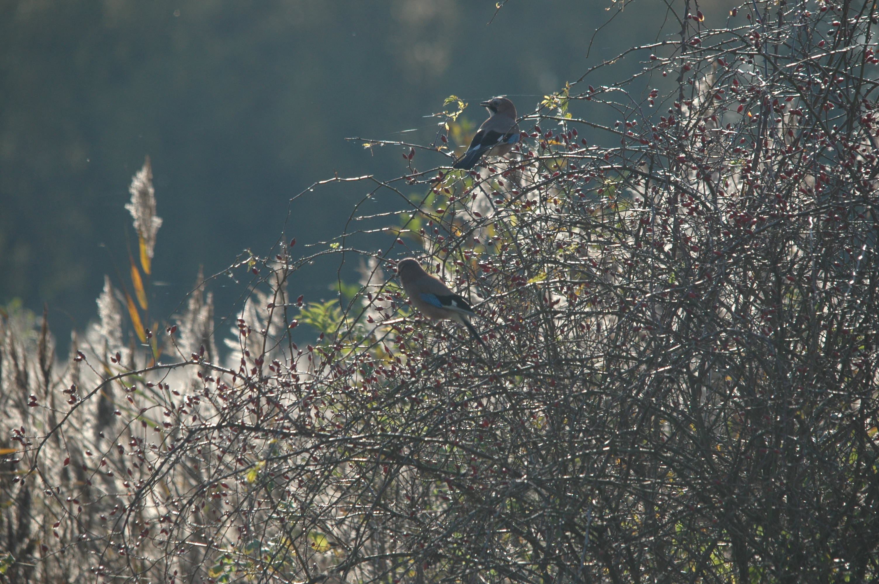 photos/wildlife/Bird_Species/184-Crows-Jays-Magpies/8339-Eurasian_Jay/DSC_4141.JPG