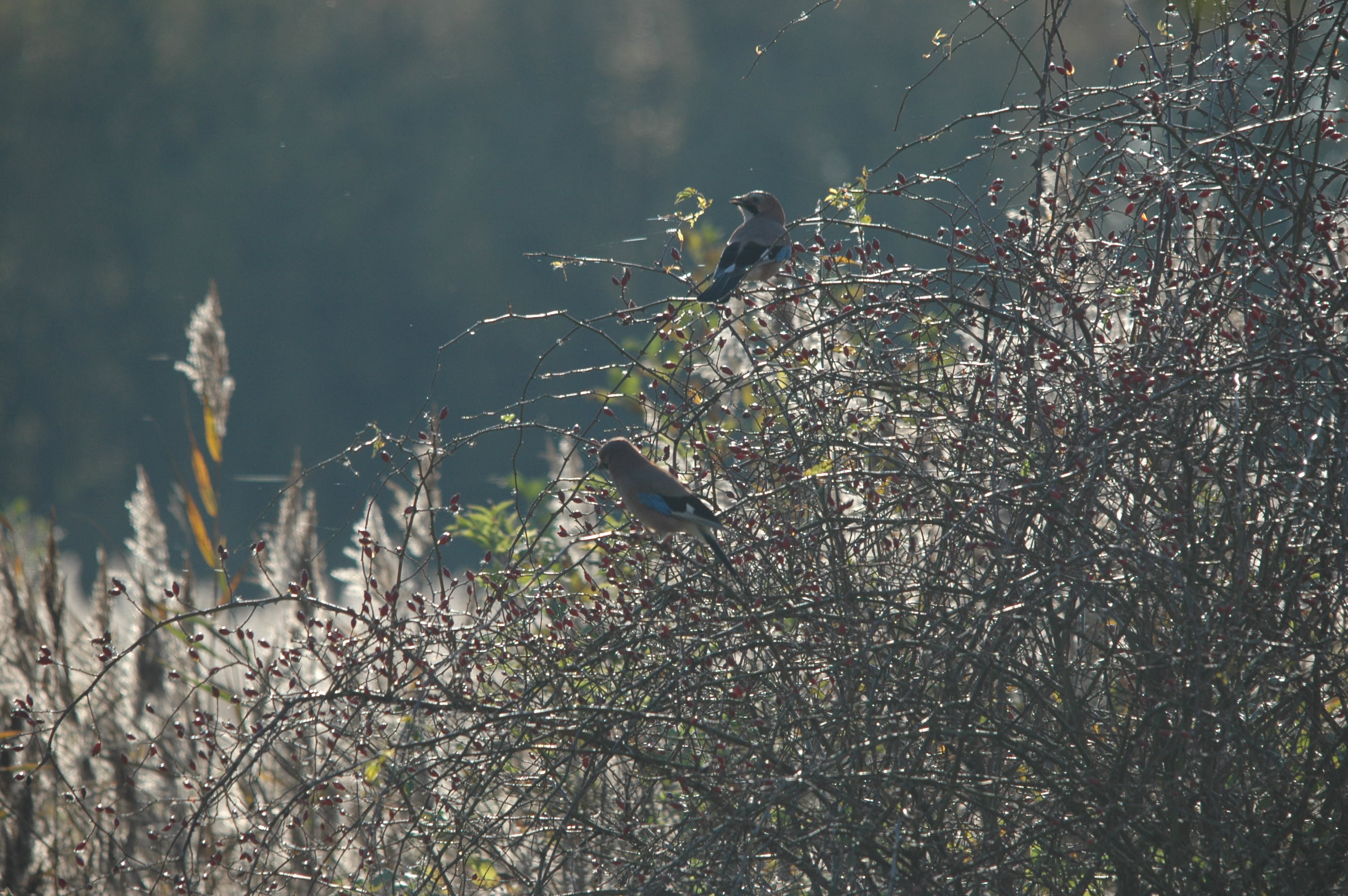 photos/wildlife/Bird_Species/184-Crows-Jays-Magpies/8339-Eurasian_Jay/DSC_4142.JPG