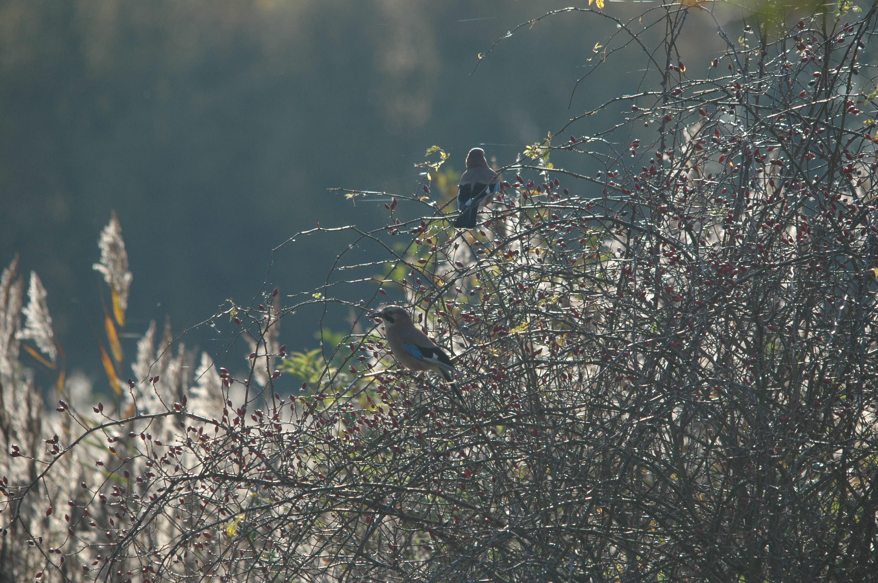 photos/wildlife/Bird_Species/184-Crows-Jays-Magpies/8339-Eurasian_Jay/DSC_4143.JPG