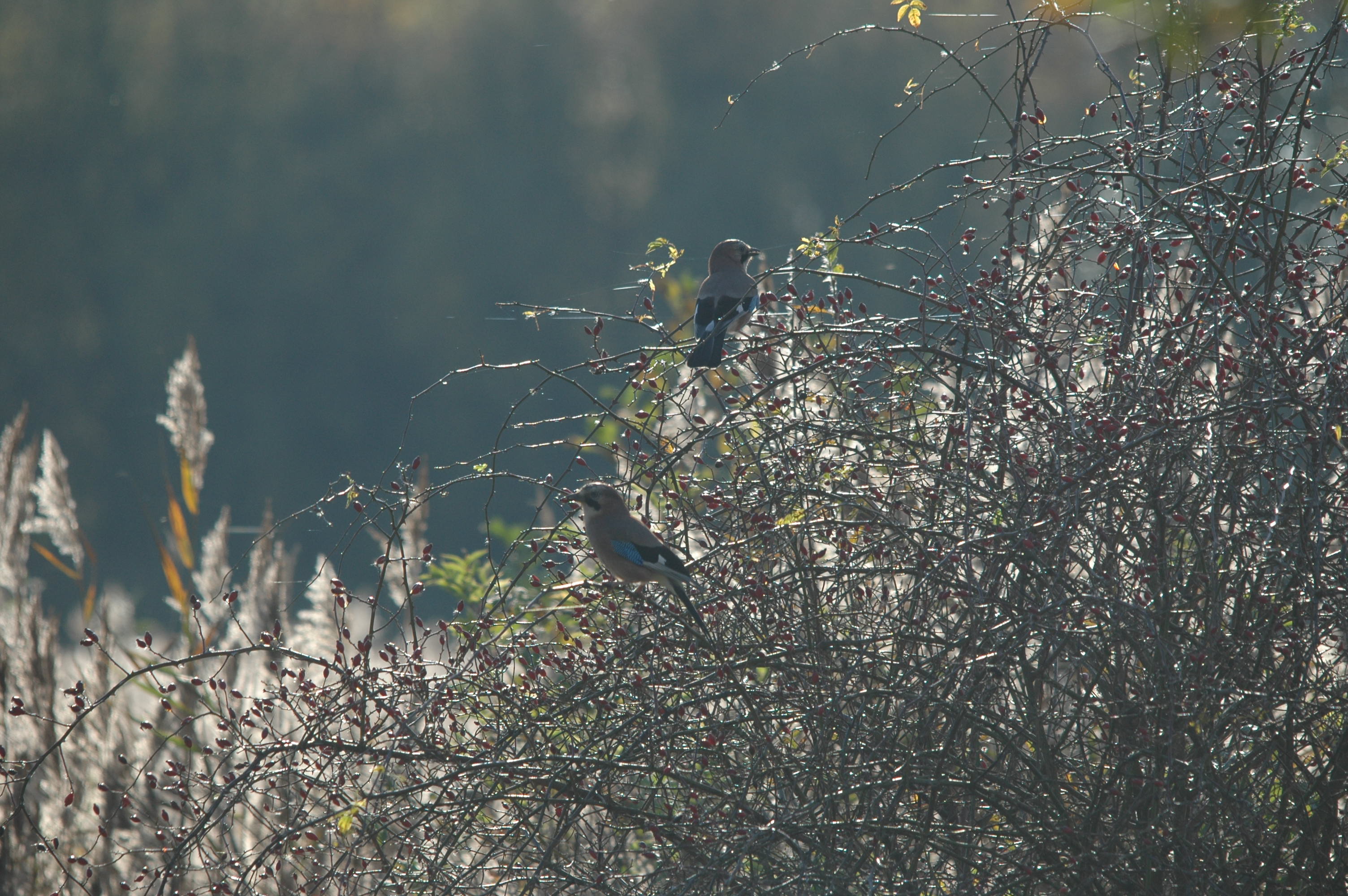 photos/wildlife/Bird_Species/184-Crows-Jays-Magpies/8339-Eurasian_Jay/DSC_4144.JPG