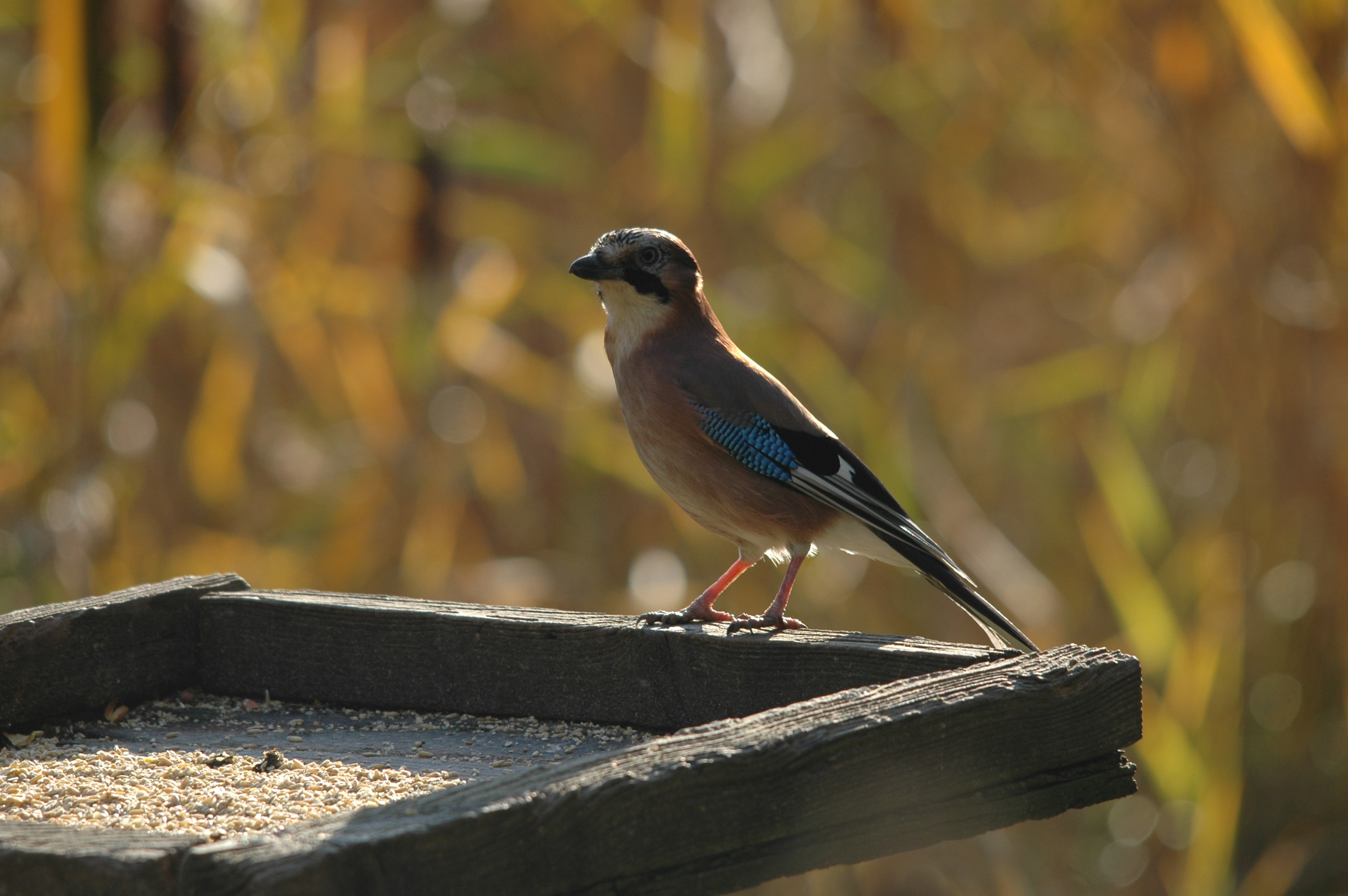 photos/wildlife/Bird_Species/184-Crows-Jays-Magpies/8339-Eurasian_Jay/DSC_4146.JPG