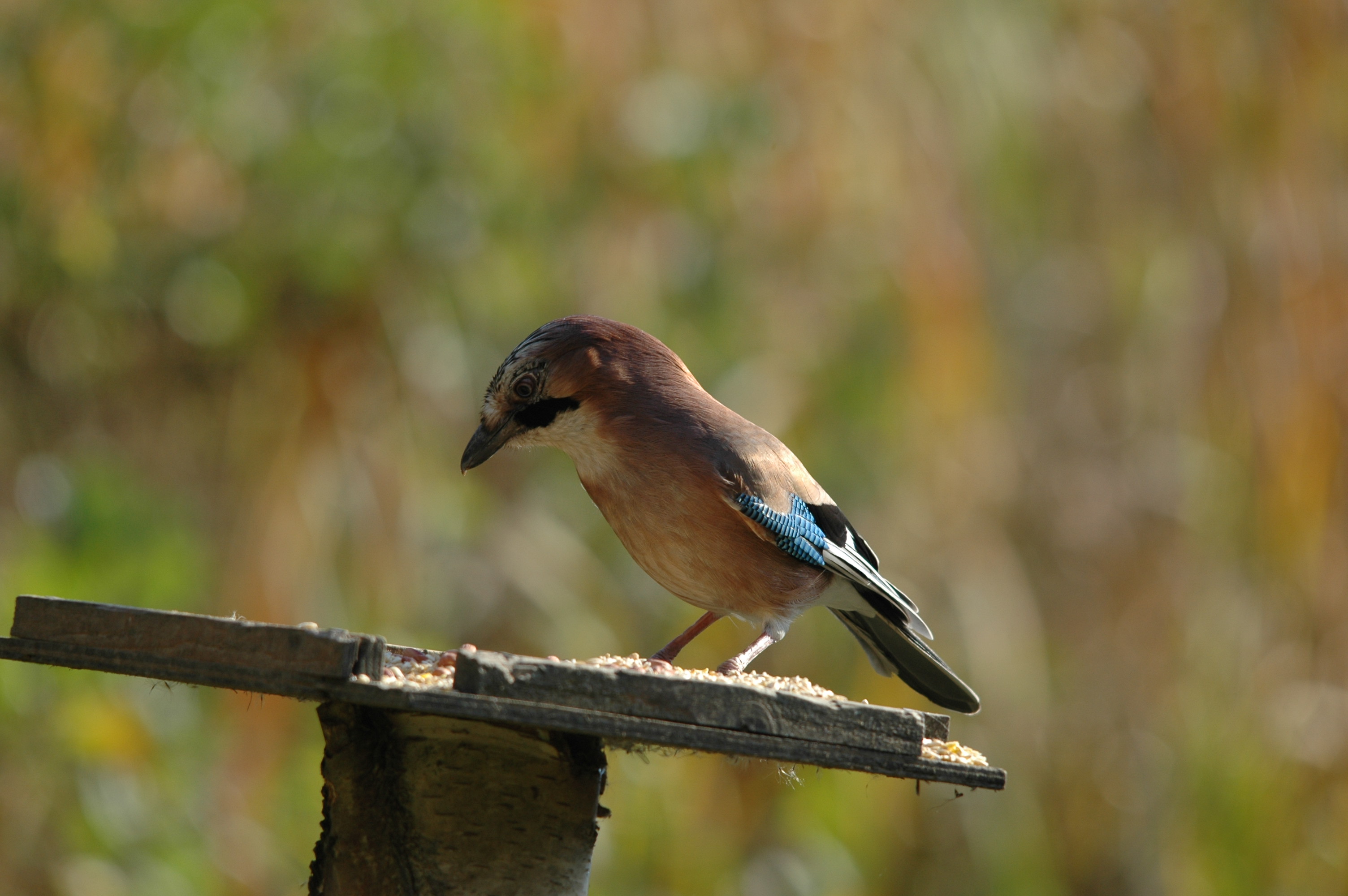 photos/wildlife/Bird_Species/184-Crows-Jays-Magpies/8339-Eurasian_Jay/DSC_4148.JPG