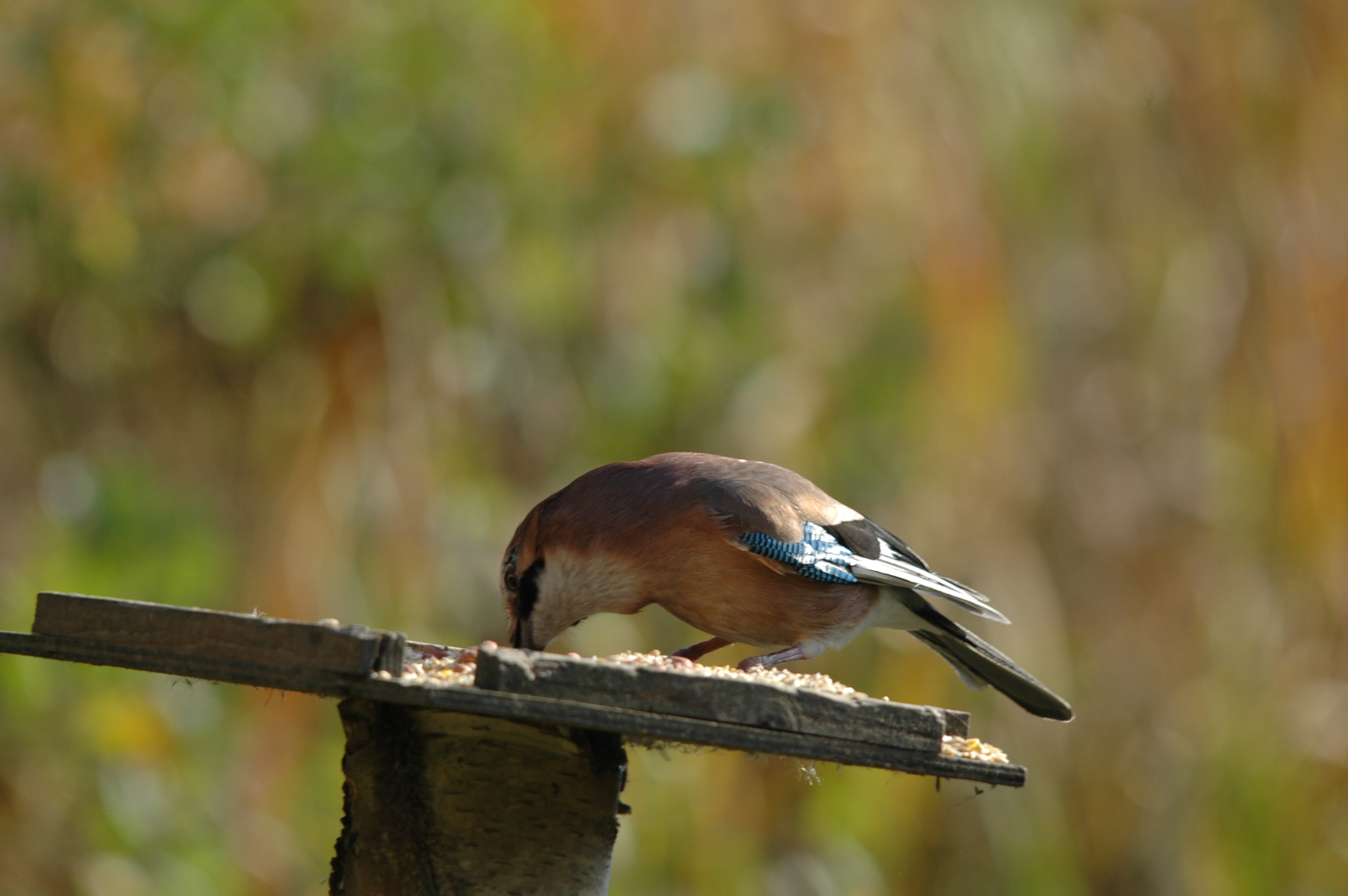 photos/wildlife/Bird_Species/184-Crows-Jays-Magpies/8339-Eurasian_Jay/DSC_4149.JPG