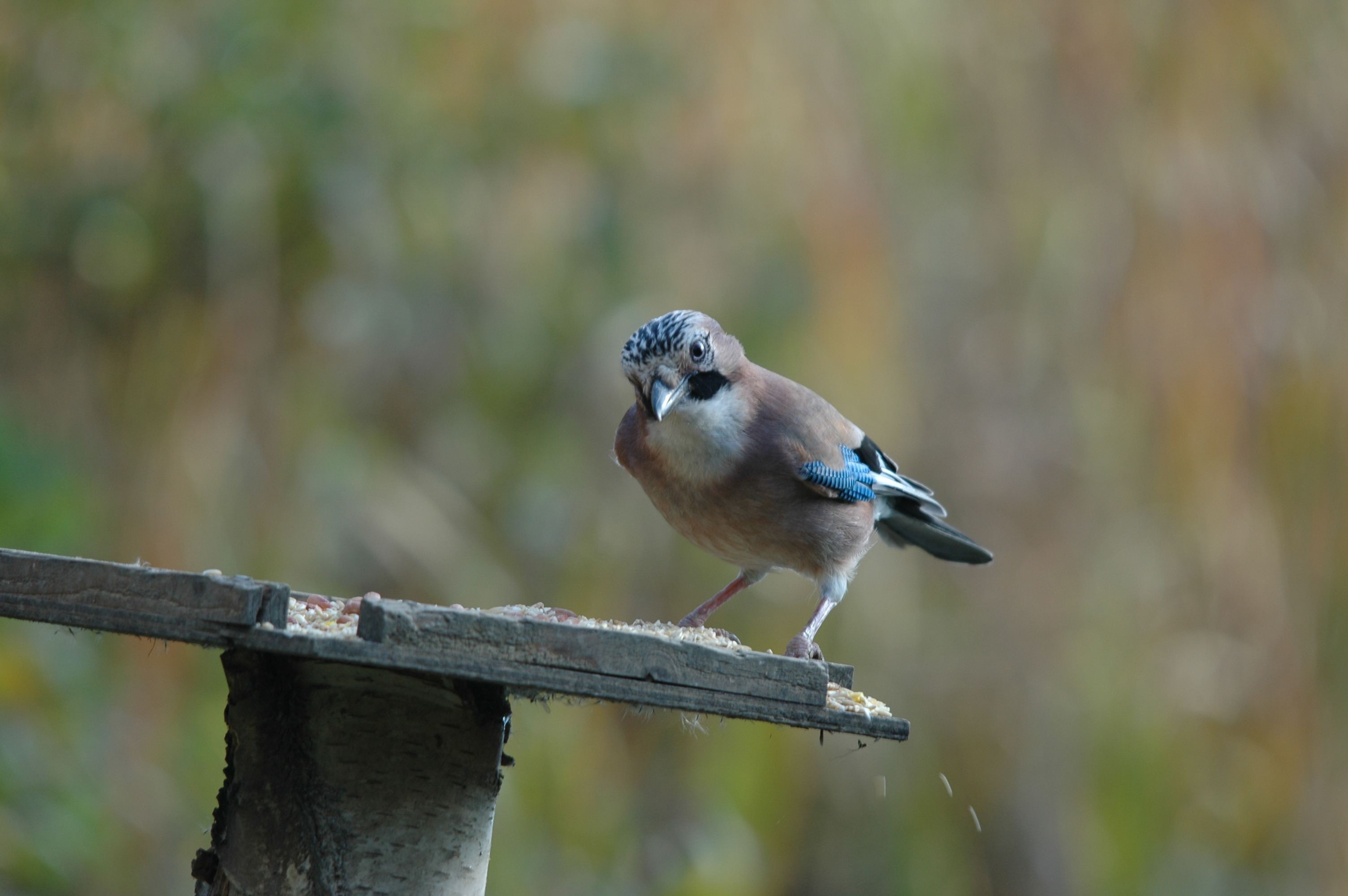 photos/wildlife/Bird_Species/184-Crows-Jays-Magpies/8339-Eurasian_Jay/DSC_4151.JPG