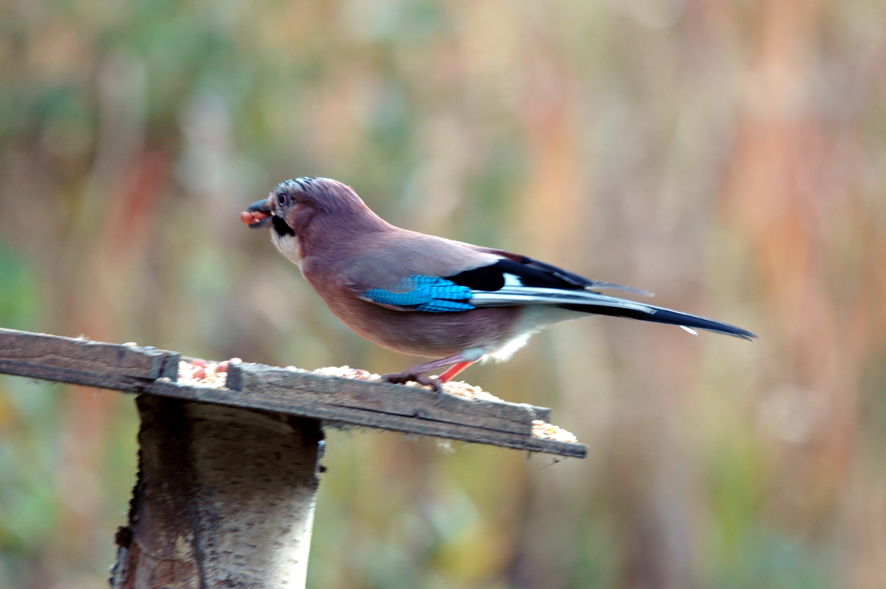 photos/wildlife/Bird_Species/184-Crows-Jays-Magpies/8339-Eurasian_Jay/DSC_4155.JPG
