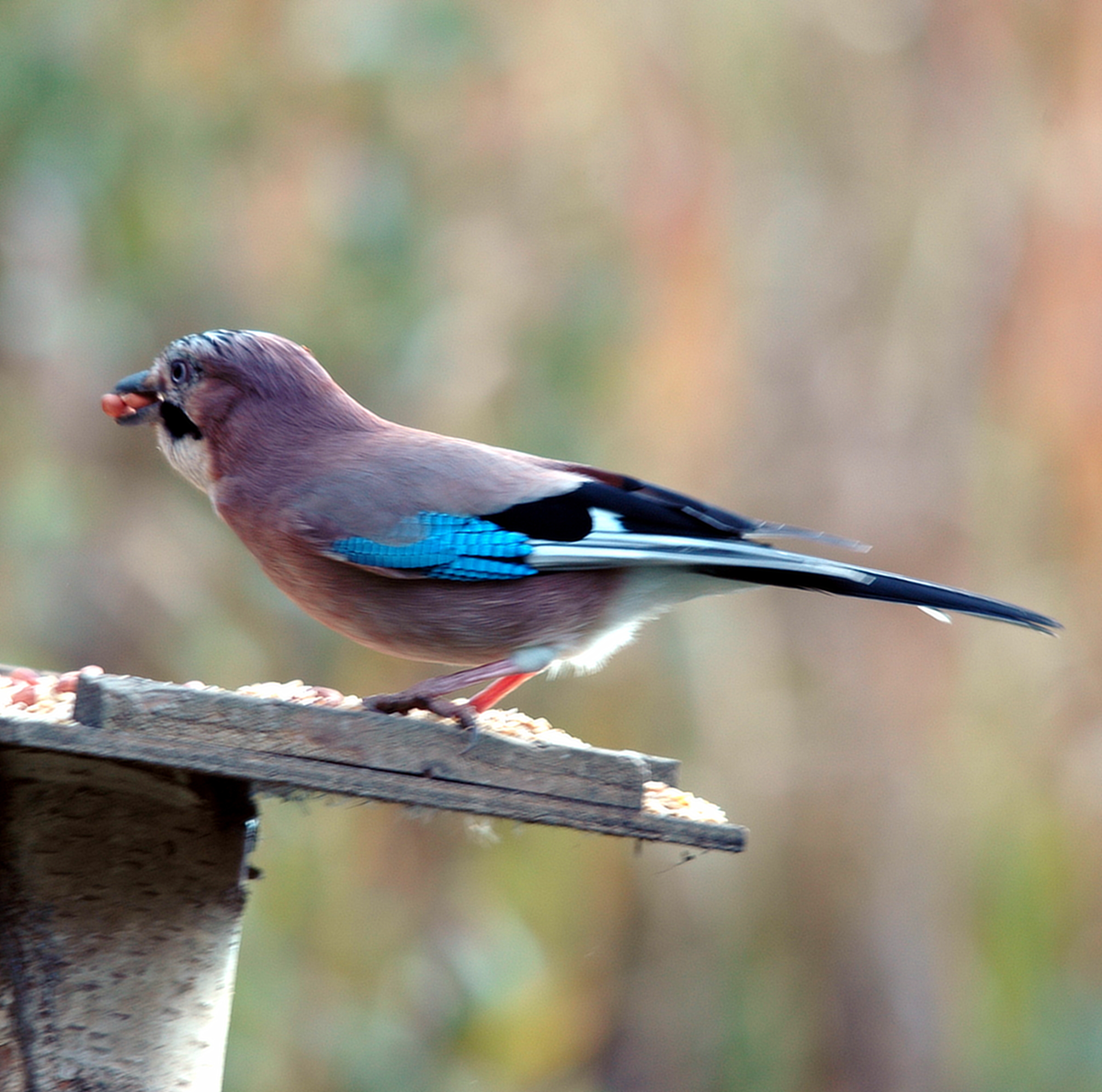 photos/wildlife/Bird_Species/184-Crows-Jays-Magpies/8339-Eurasian_Jay/DSC_4155_sm.jpeg